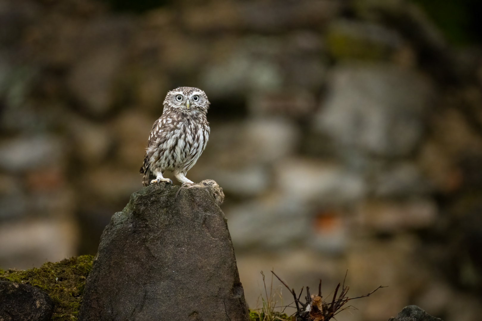 Sýček obecný (Athene noctua), Vysočina, 11/2022