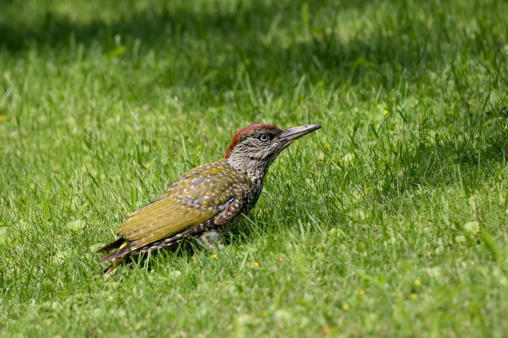 Žluna zelená (Picus viridis), Pyšely, 08/2019