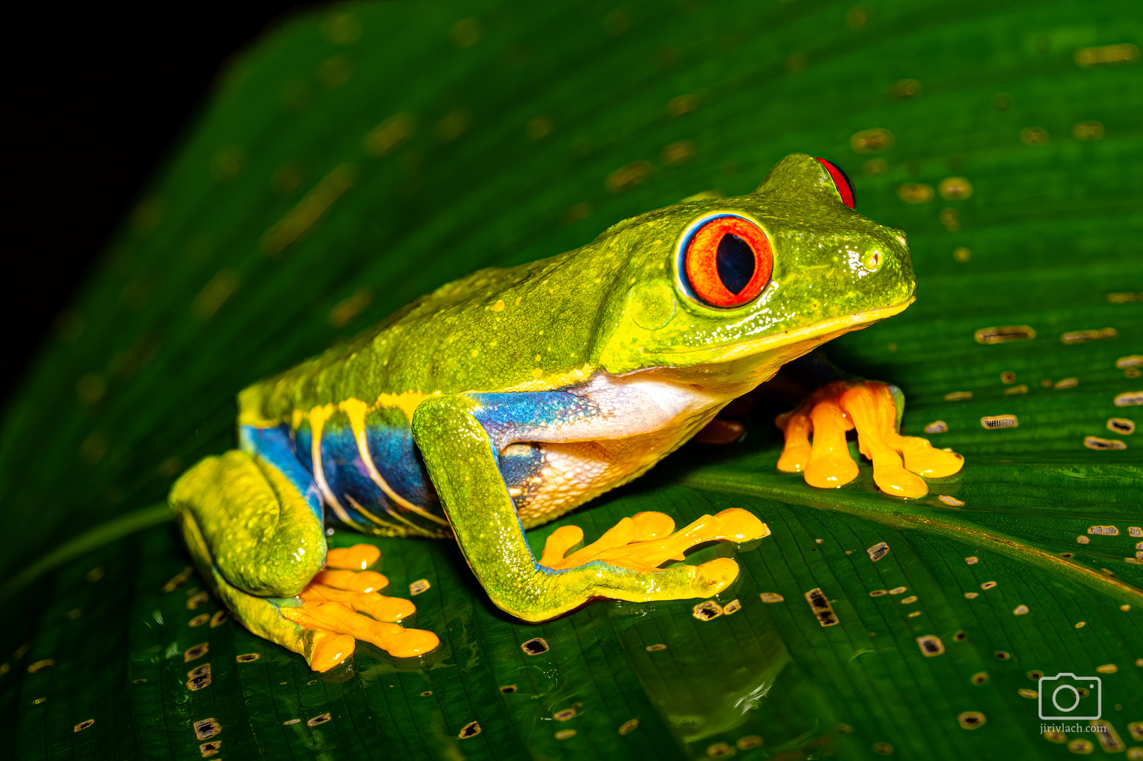 Listovnice červenooká (Red-eyed tree frog, Agalychnis callidryas)