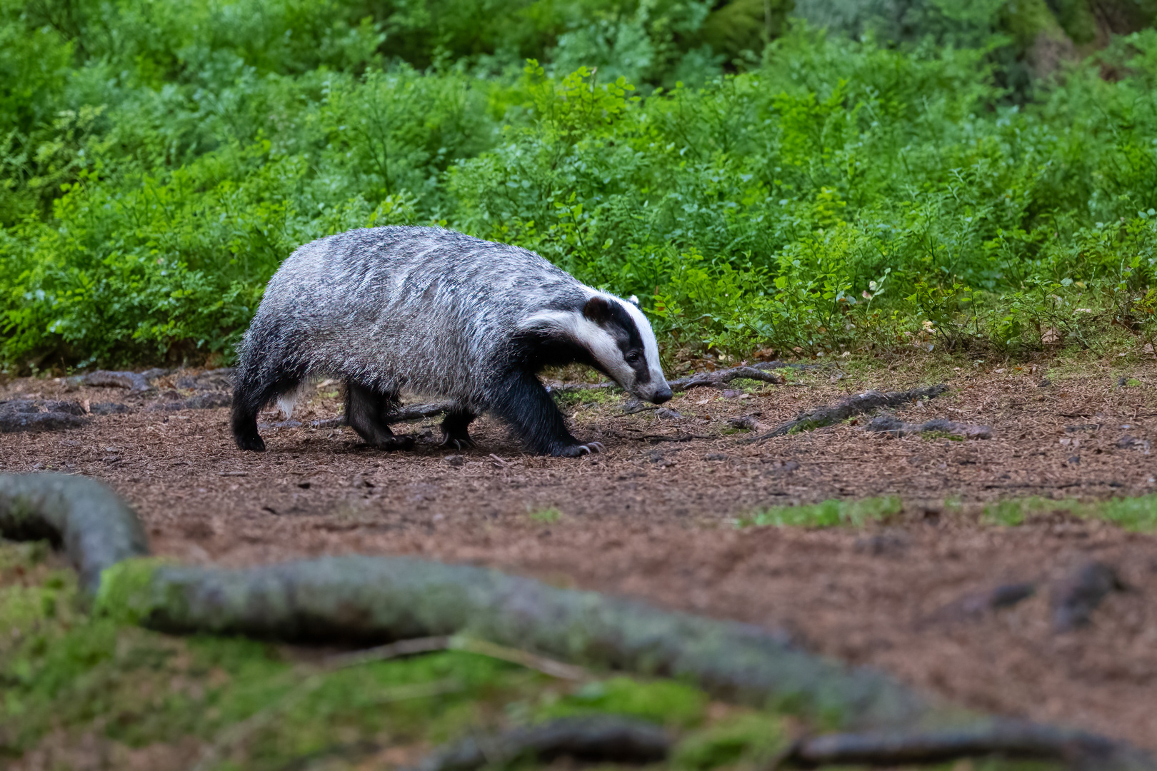 Jezevec lesní (Meles meles), Vysočina, 08/2022