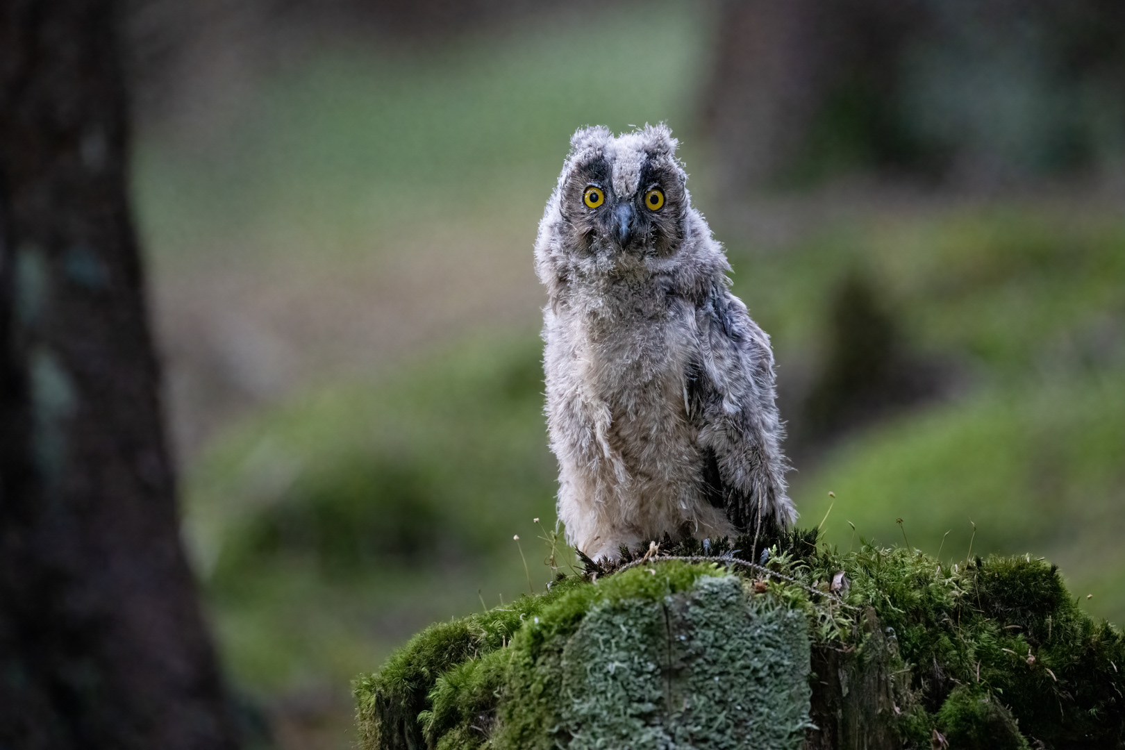 Kalous ušatý (Asio otus), mládě, Vysočina, 08/2022