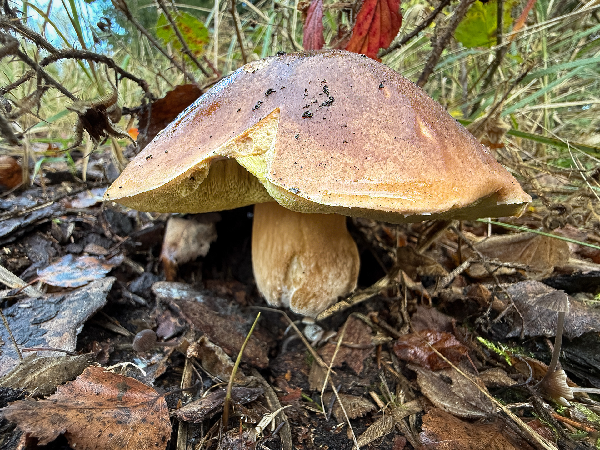 Hřib smrkový (Boletus edulis)