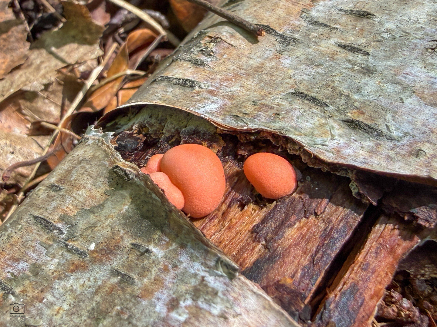 Vlčí mléko červené (Lycogala epidendrum), Pyšely, 05/2026