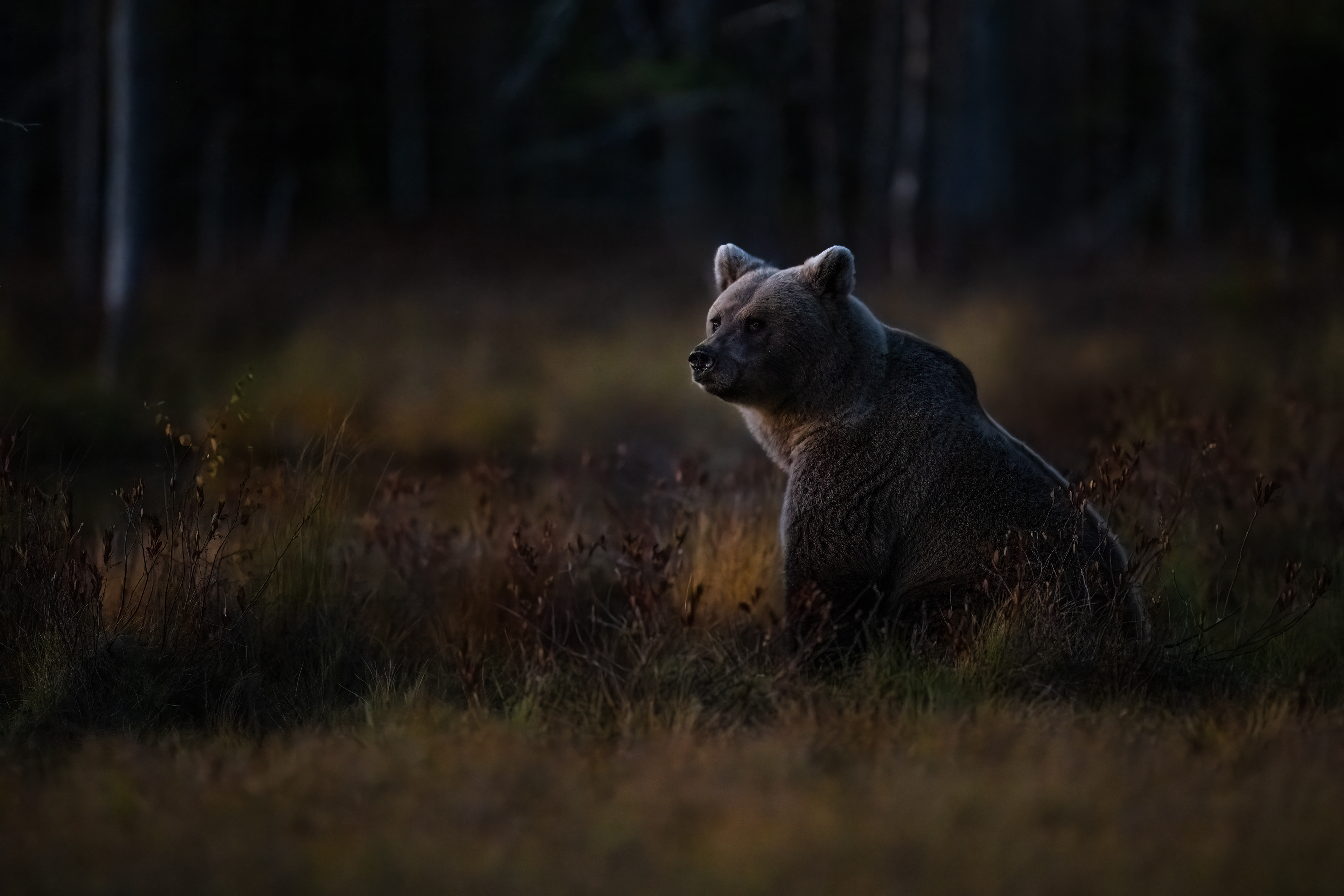 Medvěd hnědý (Ursus arctos), Finsko, 09/2025