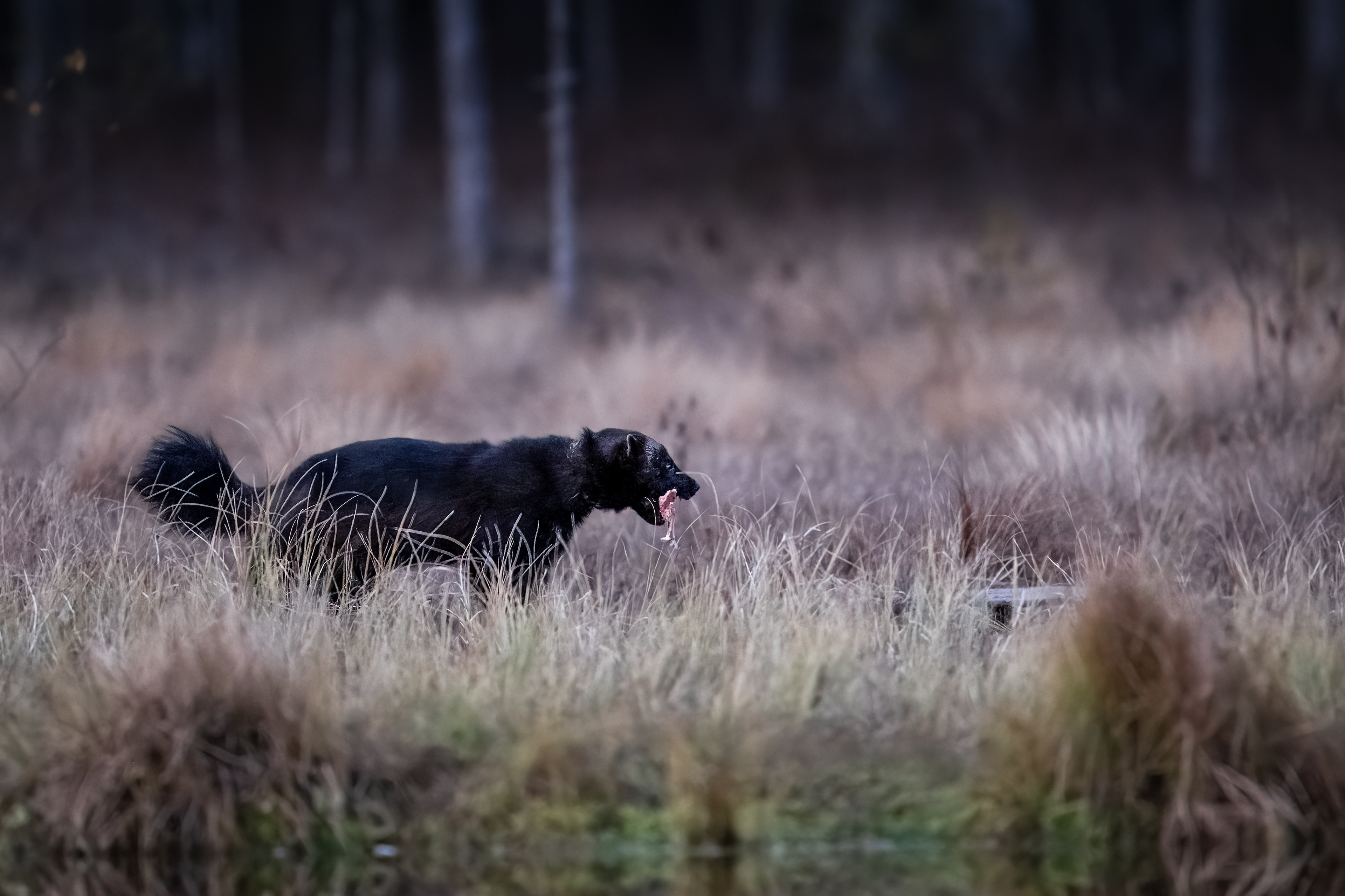 Rosomák sibiřský (Gulo gulo), Finsko, 09/2025