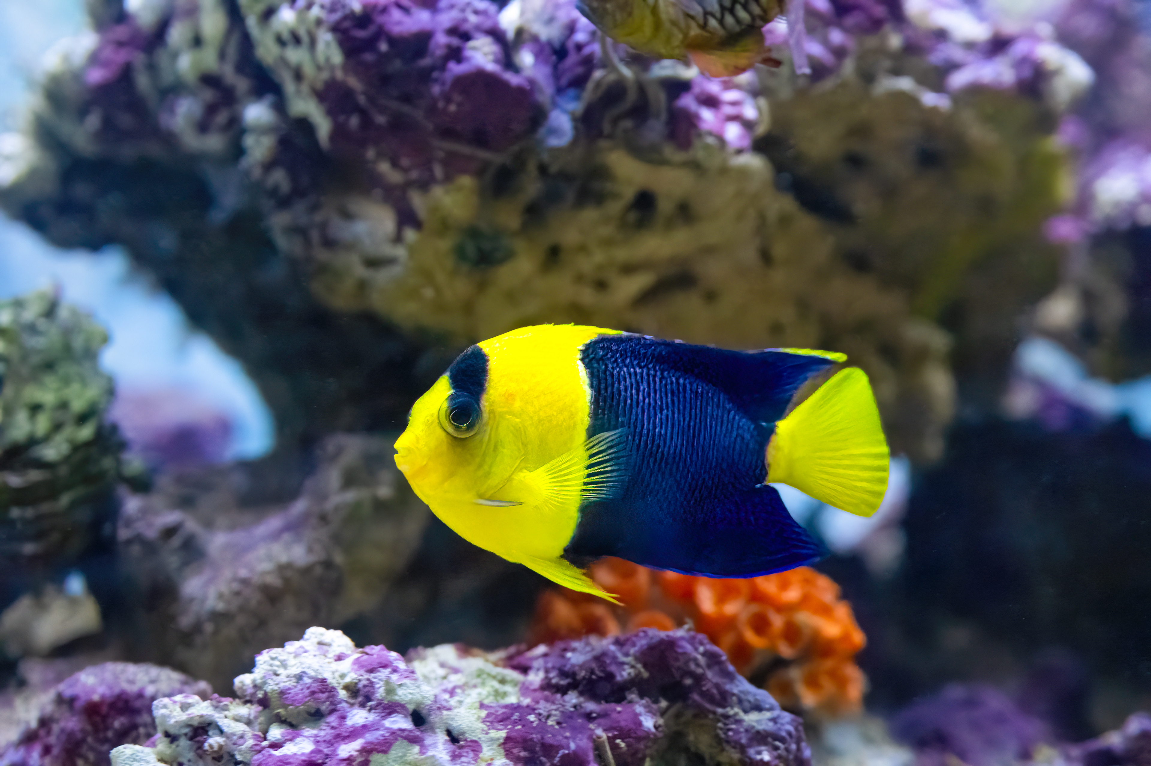 Pomčík modrožlutý (Centropyge bicolor)