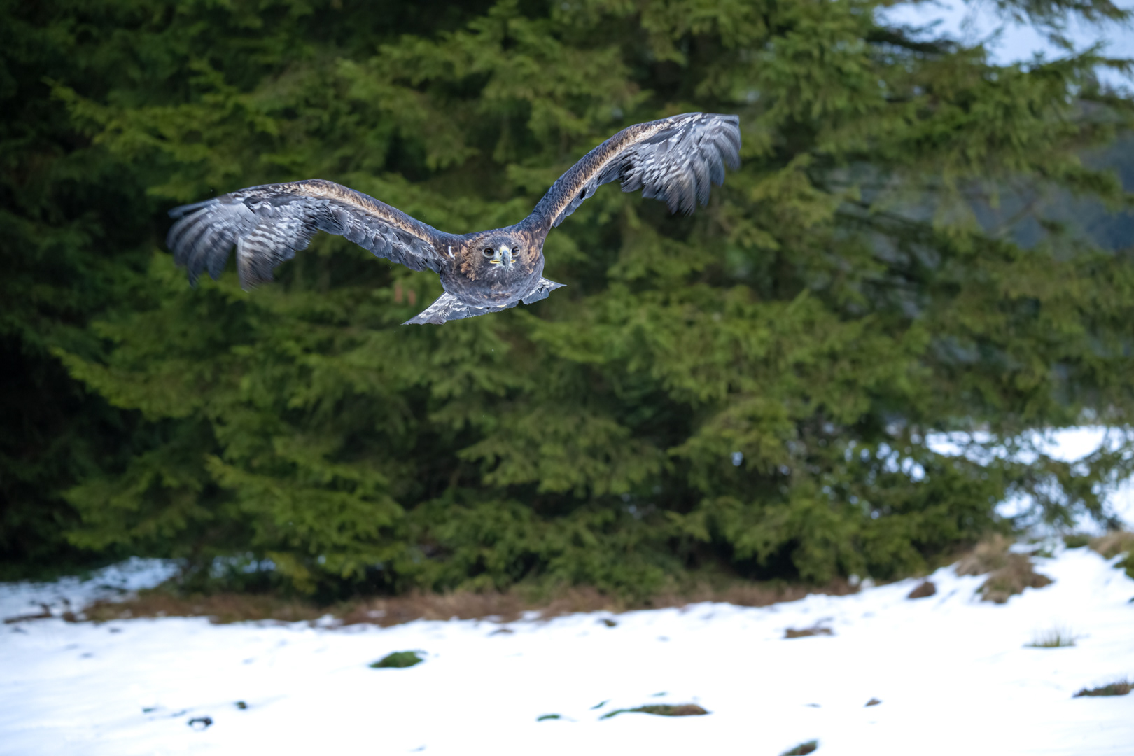 Orel skalní (Aquila chrysaetos), Vysočina, 12/2022