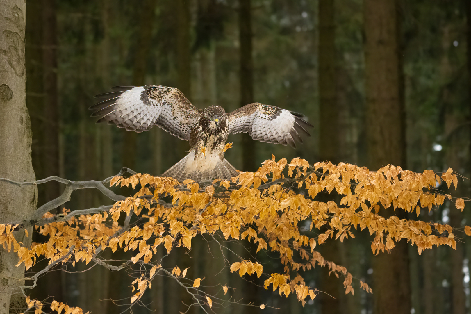 Káně lesní (Buteo buteo), Vysočina, 03/2023