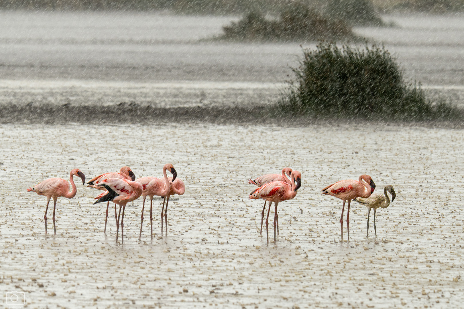 Plameňák malý (Phoeniconaias minor), Kenya, 12/2025