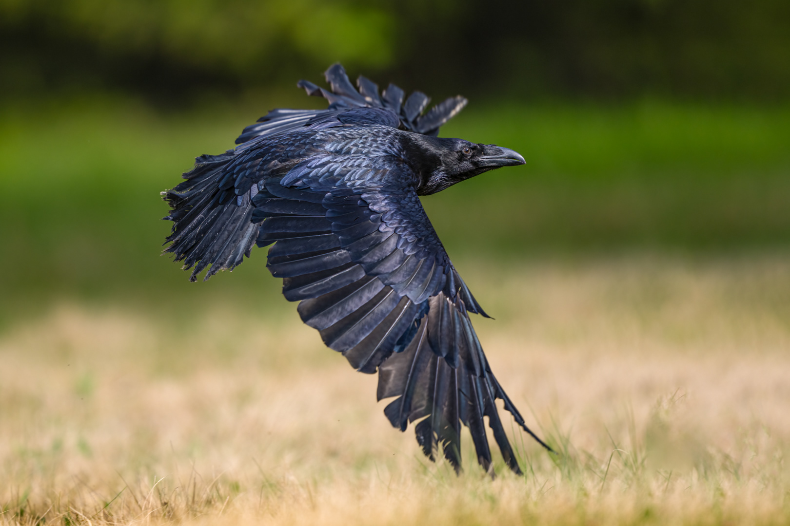 Krkavec velký (Corvus corax), Vysočina, 02/2024