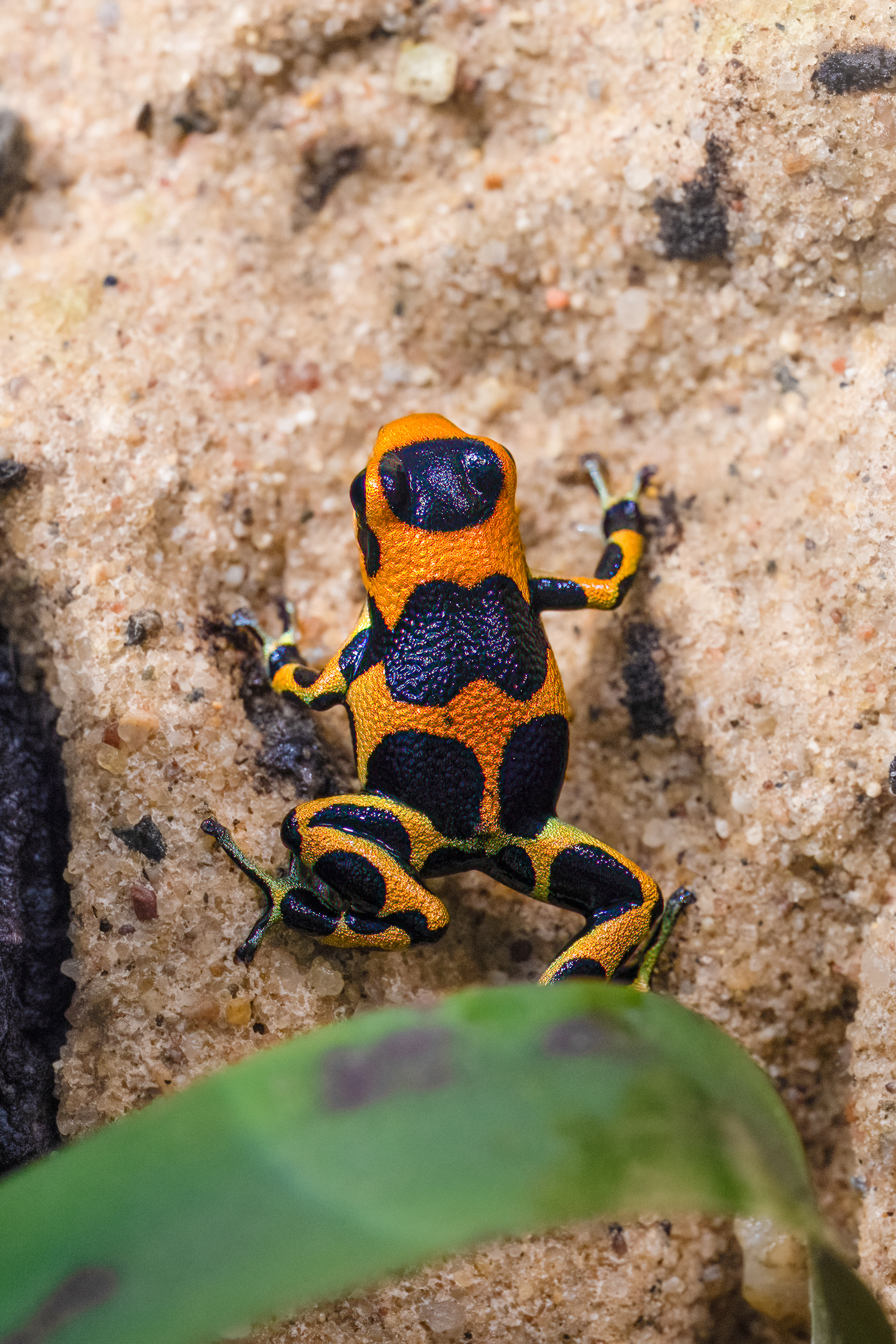 Pralesnička klamavá "Intermedius" (Ranitomeya imitator "Intermedius"), 08/2024