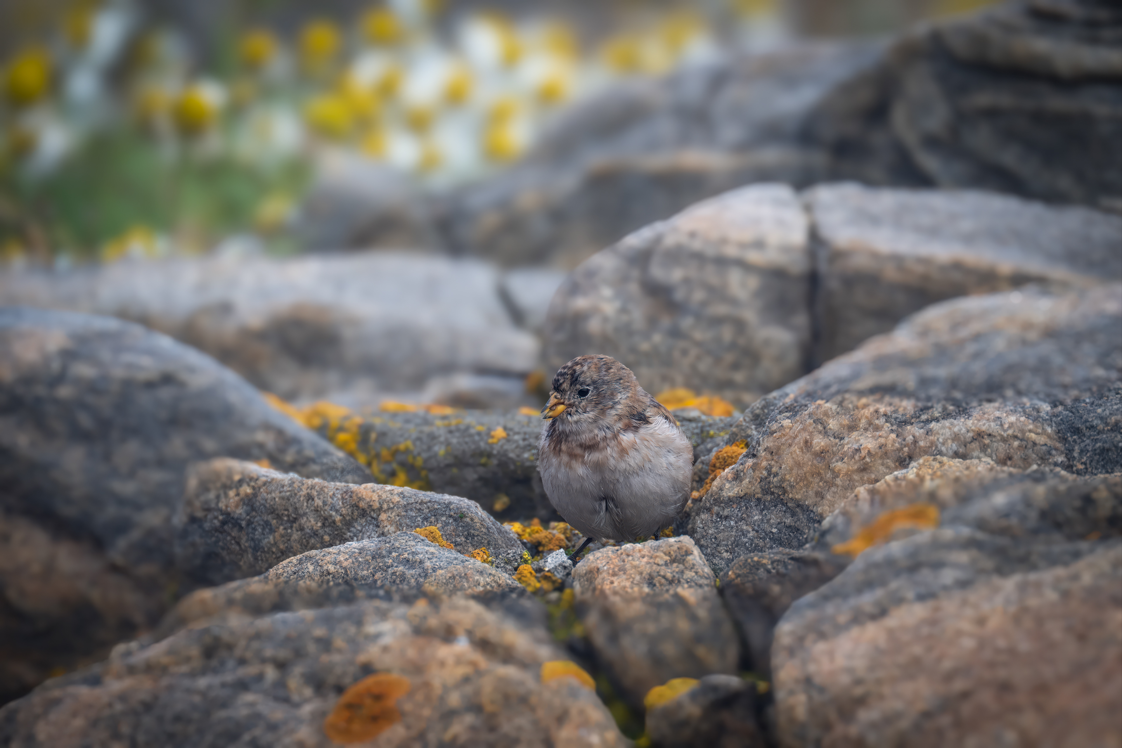 Sněhule severní (Plectrophenax nivalis, Snow bunting), Grónsko, 08/2025