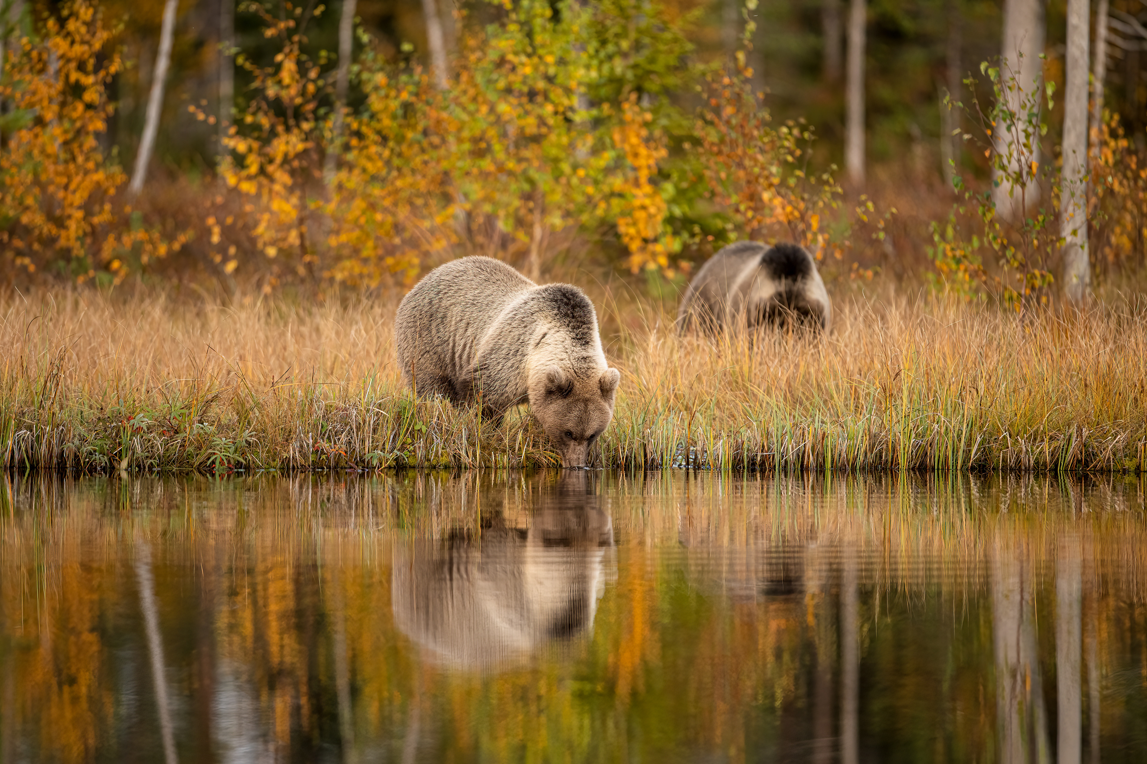 Medvěd hnědý (Ursus arctos), Finsko, 09/2022