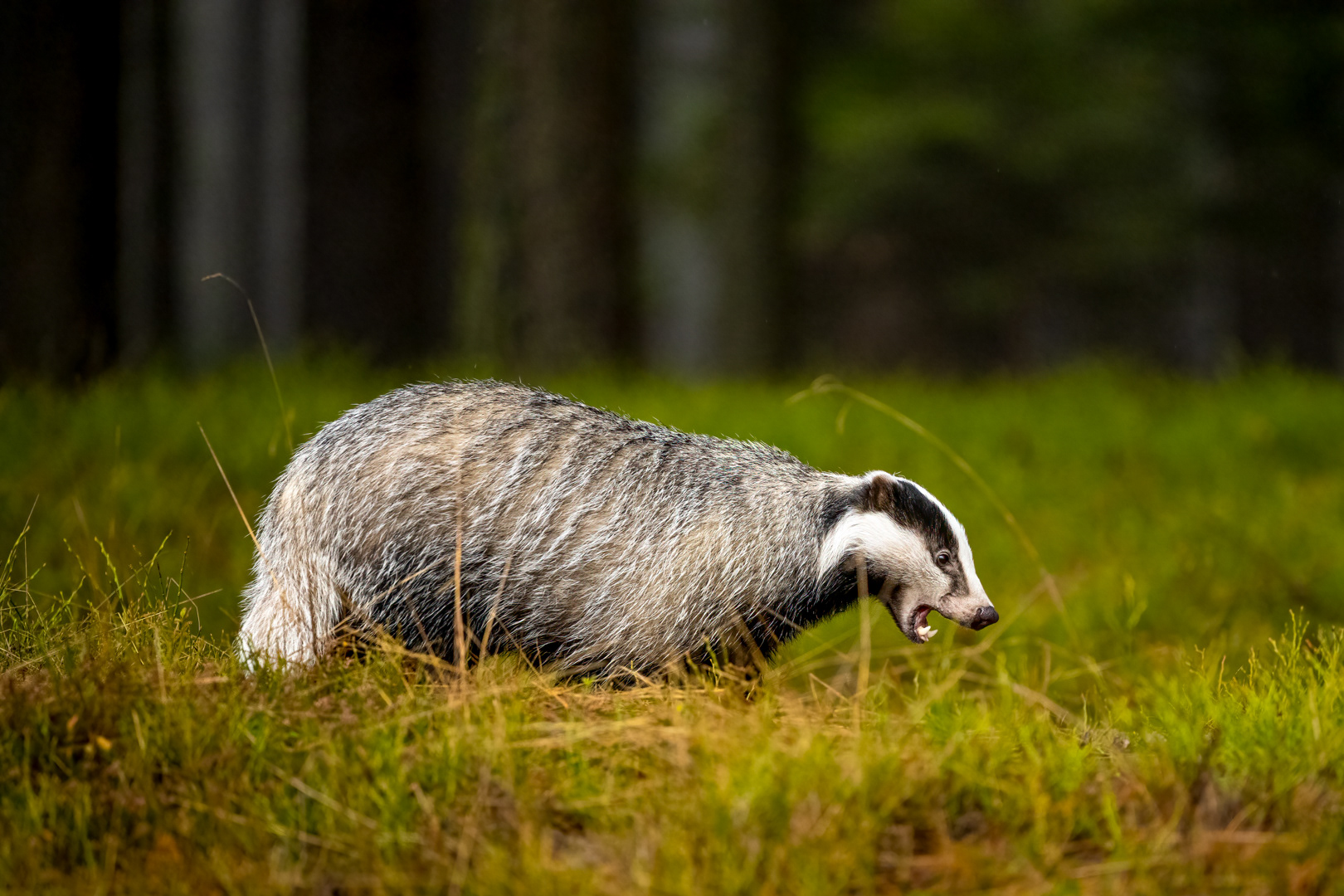 Jezevec lesní (Meles meles), Vysočina, 11/2022