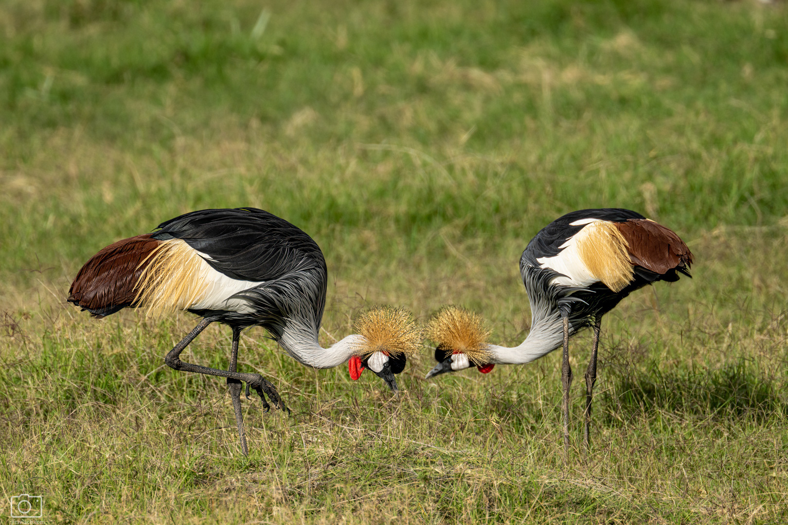 Jeřáb královský (Balearica regulorum), Kenya, 12/2025