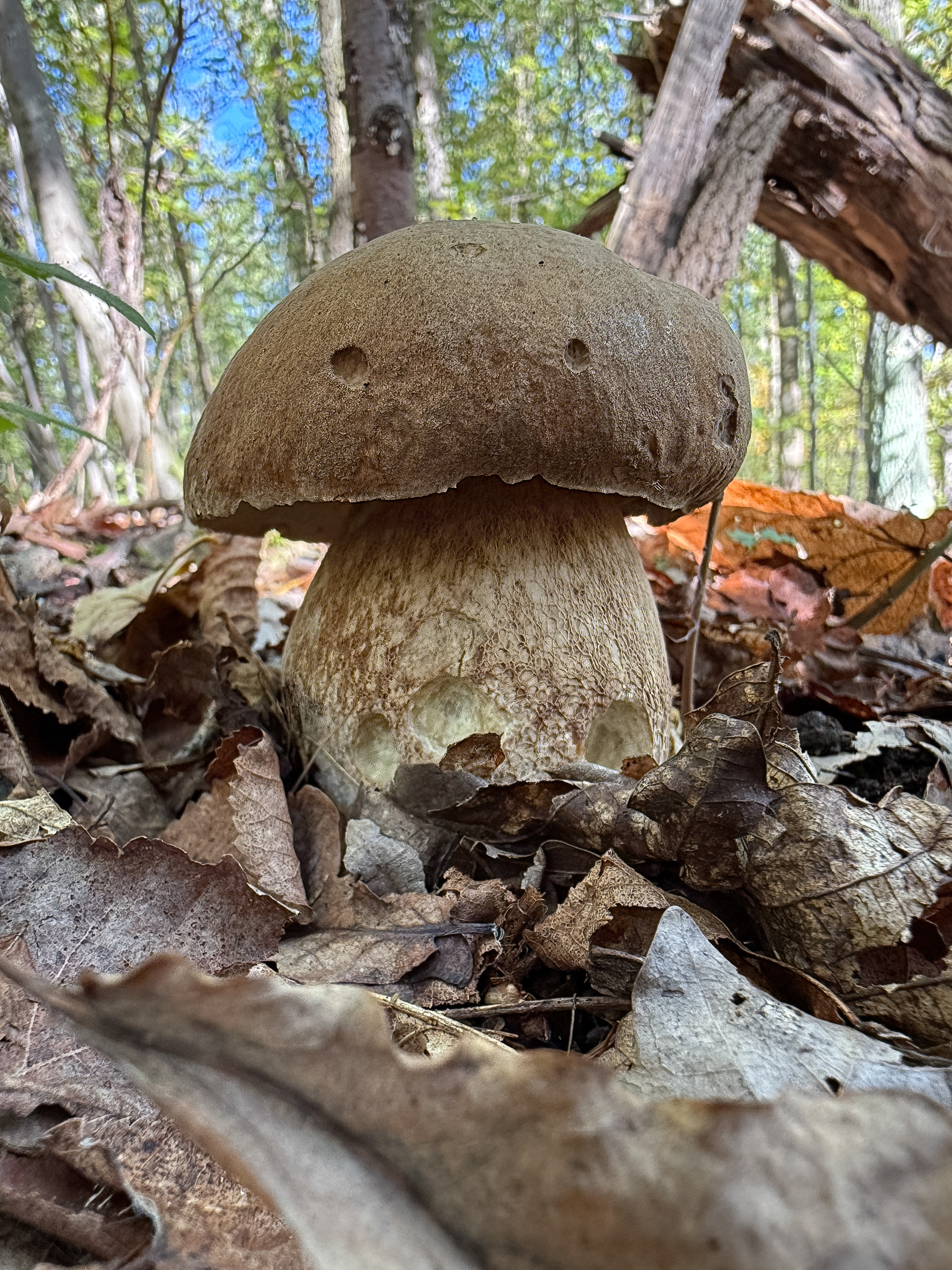 Hřib dubový (Boletus reticulatus)