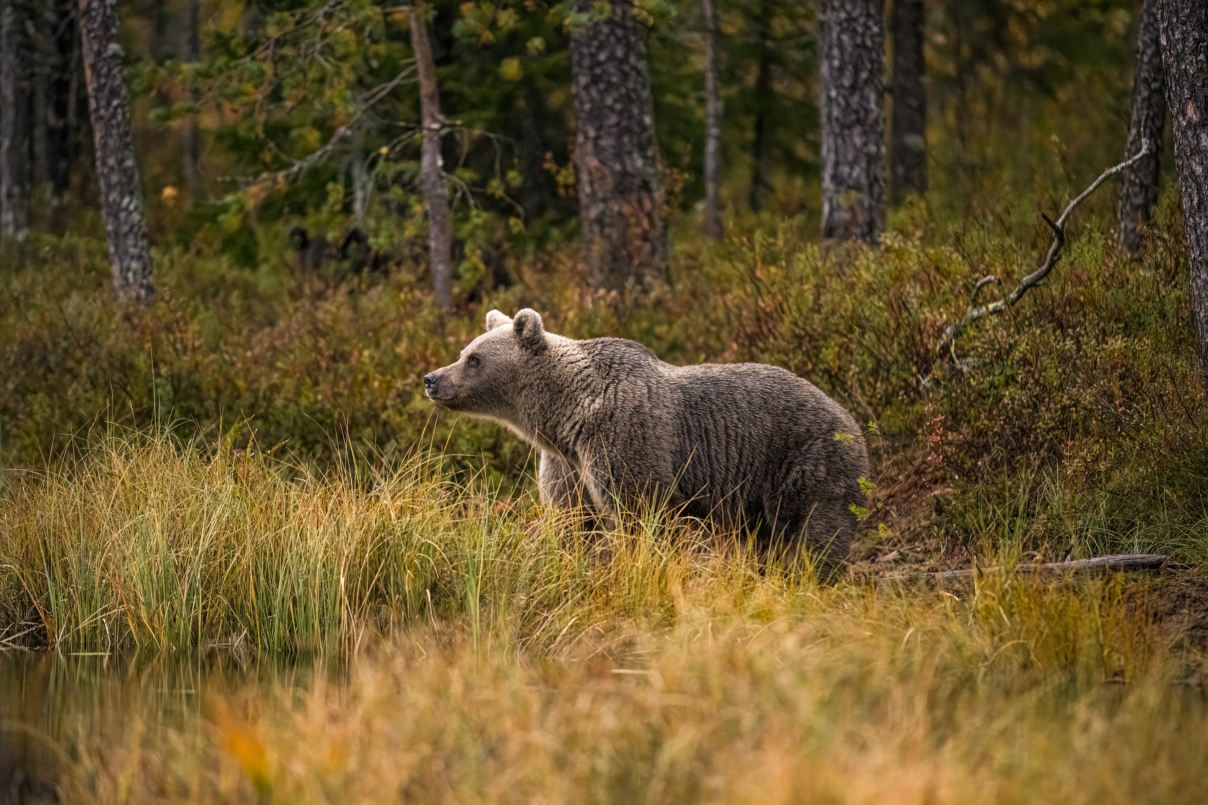 Medvěd hnědý (Ursus arctos), Finsko, 09/2022