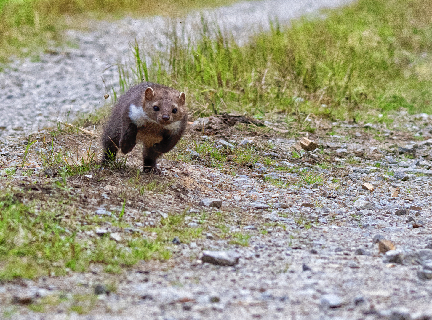 Kuna skalní (Martes foina), Vysočina, 08/2022