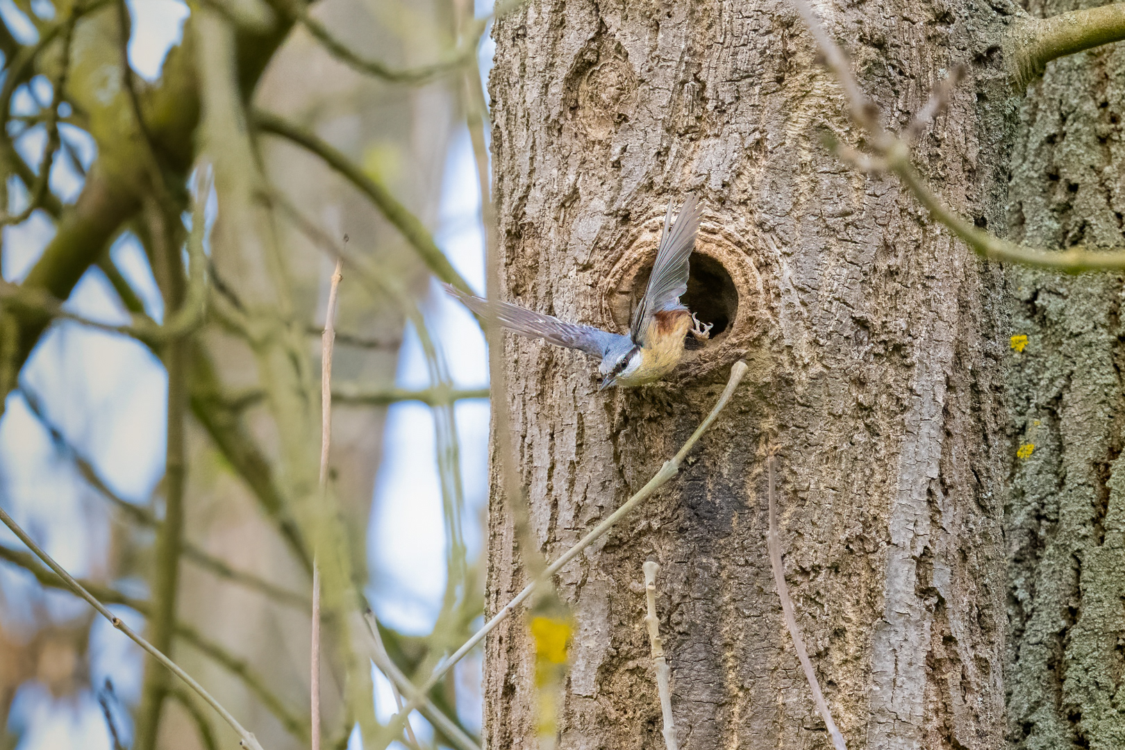 Brhlík lesní (Sitta europaea), Lštění, 04/2024