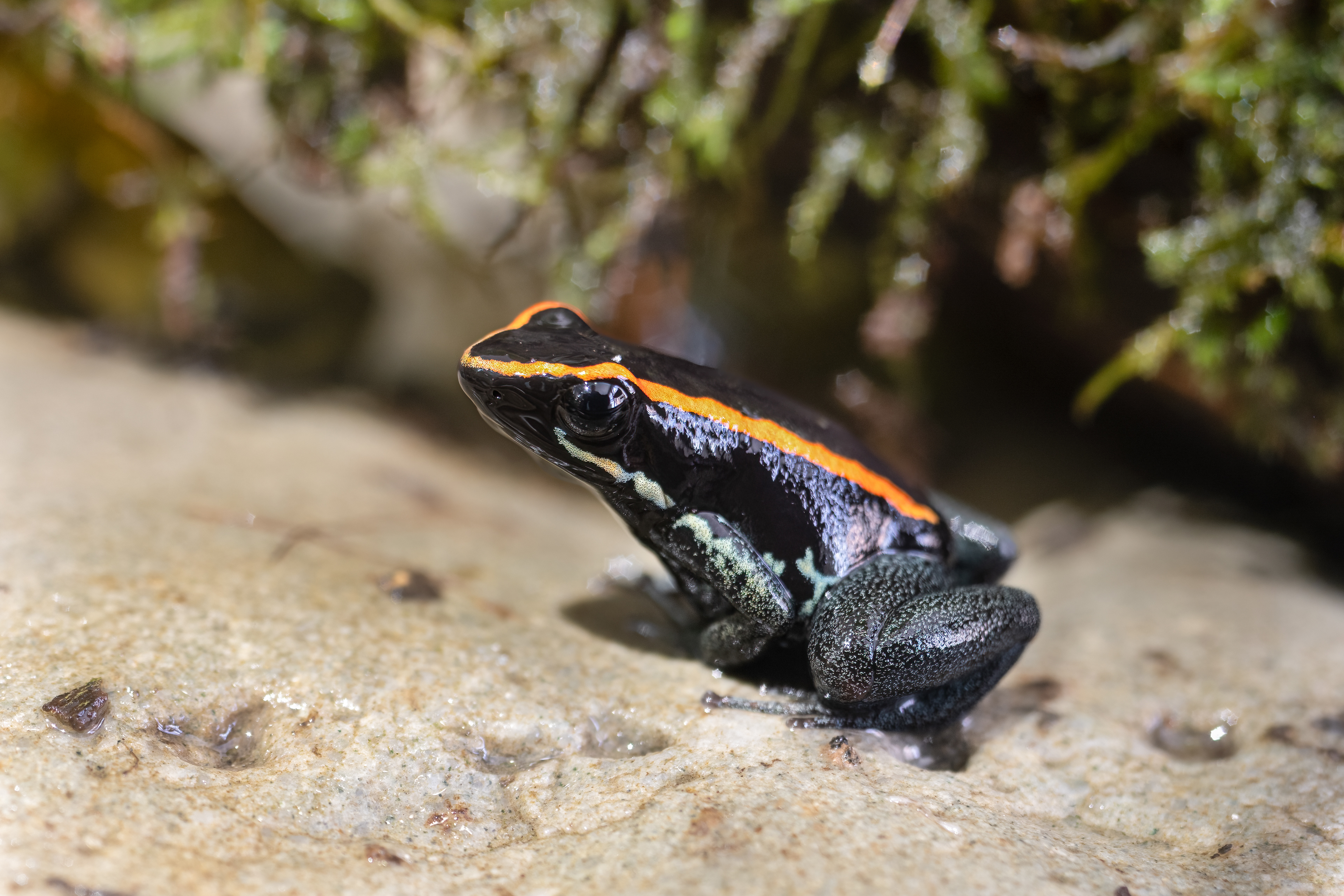 Pralesnička pruhovaná (Phyllobates vittatus)