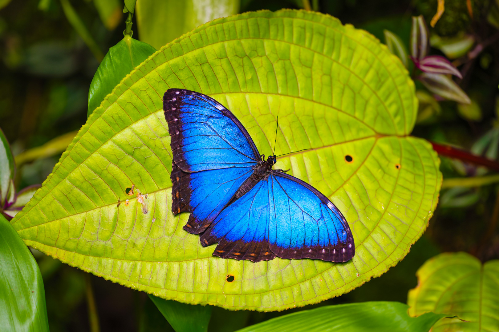 Morpho peleides, Fata Morgana, Praha, 05/2024