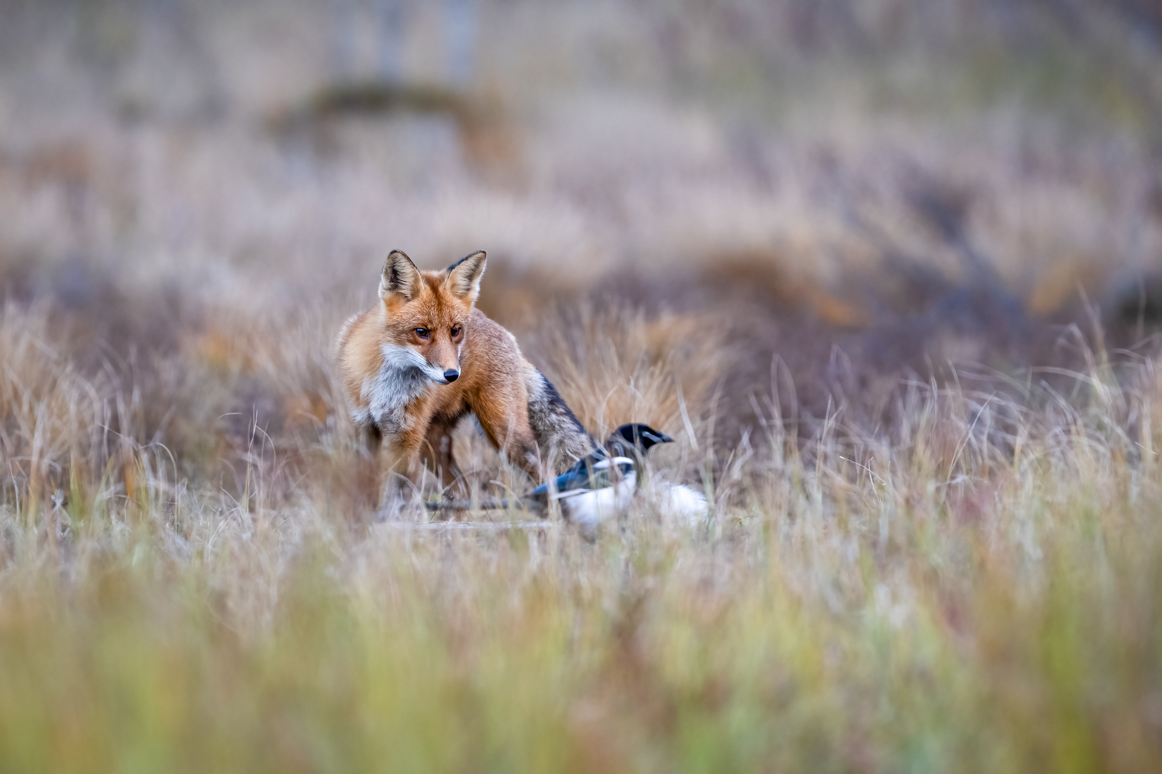 Liška obecná (Vulpes vulpes), Finsko, 09/2025