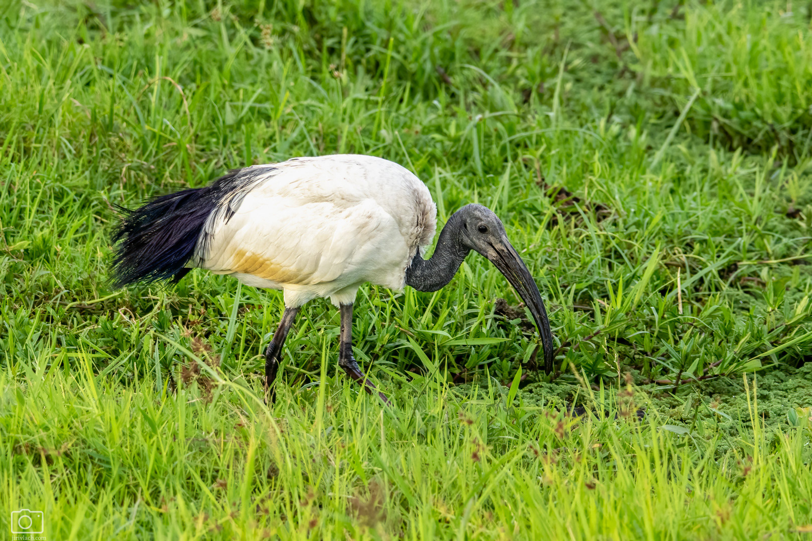 Ibis posvátný (Threskiornis aethiopicus), Kenya, 12/2025