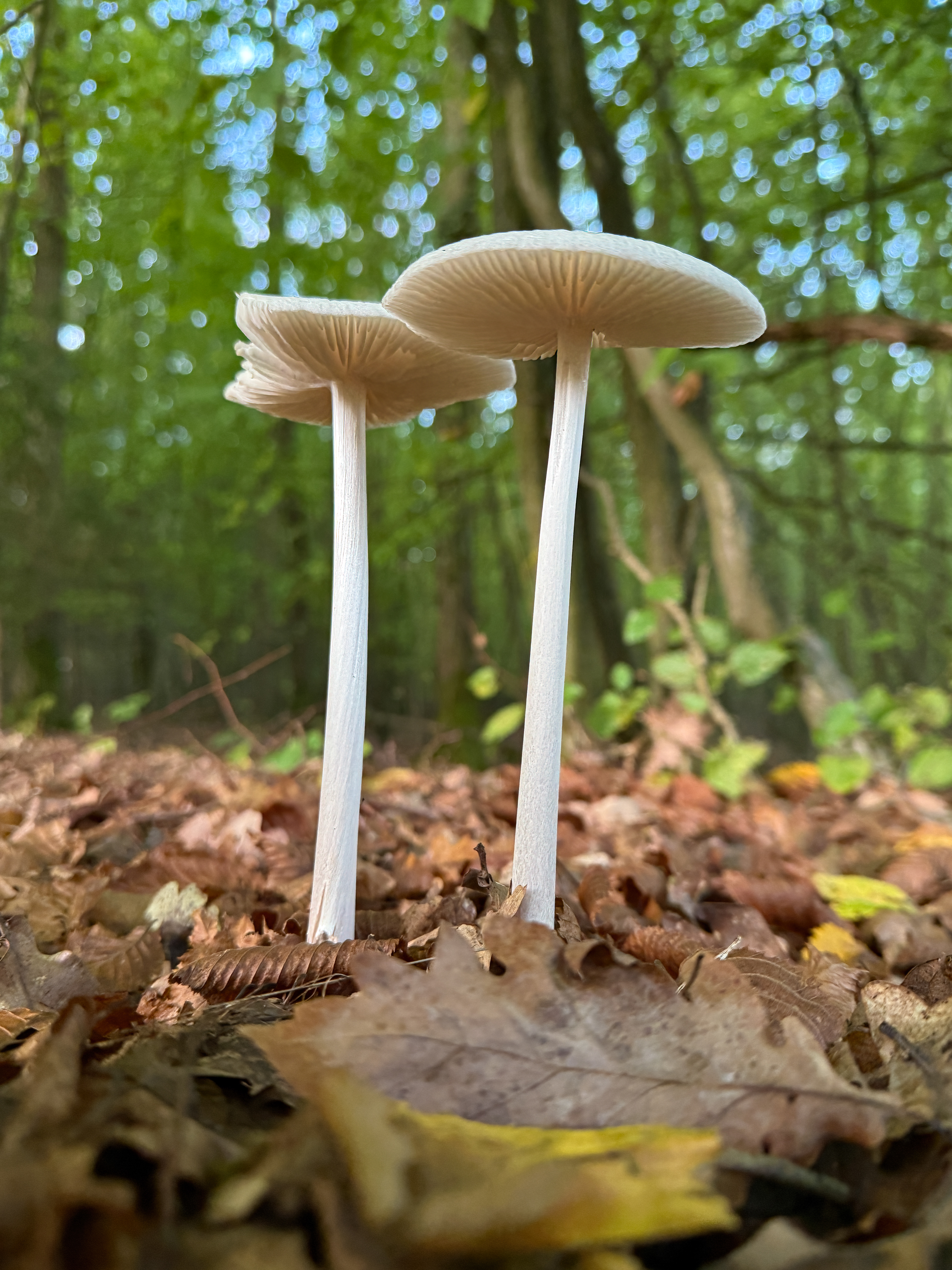 Penízovka kořenující (Hymenopellis radicata)