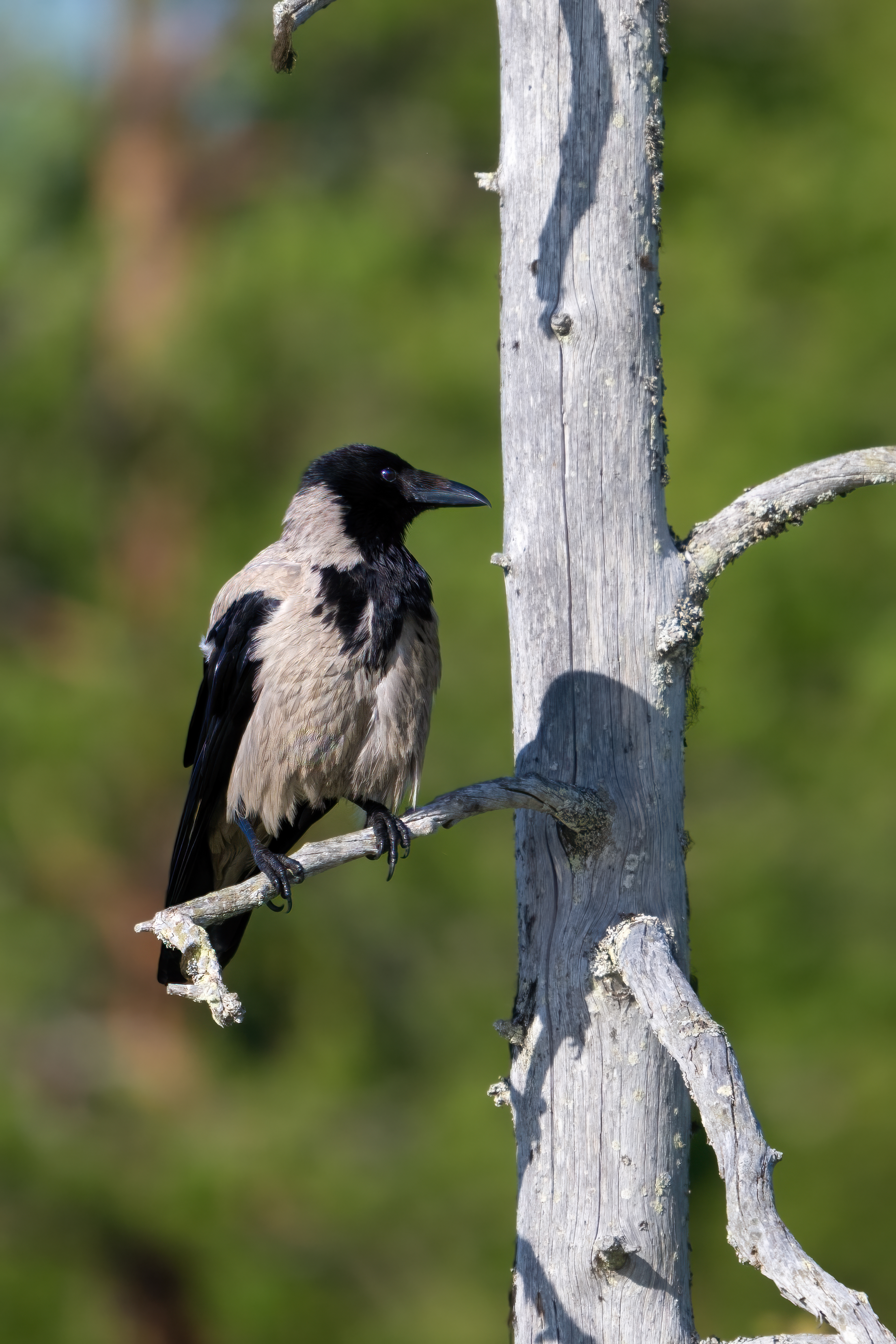 Vrána šedá (Corvus cornix), Finsko