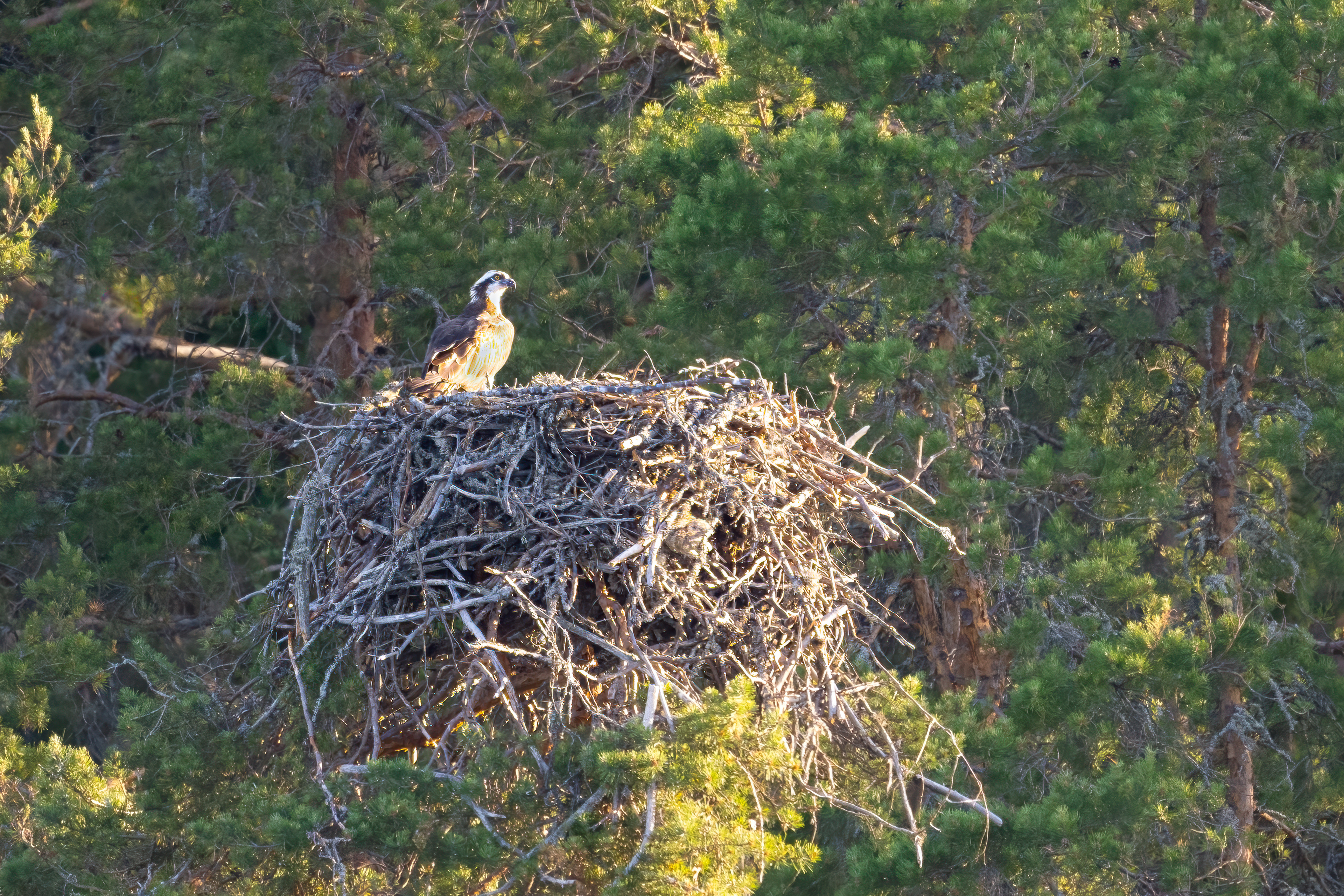 Orlovec říční ( Pandion haliaetus ), Finsko