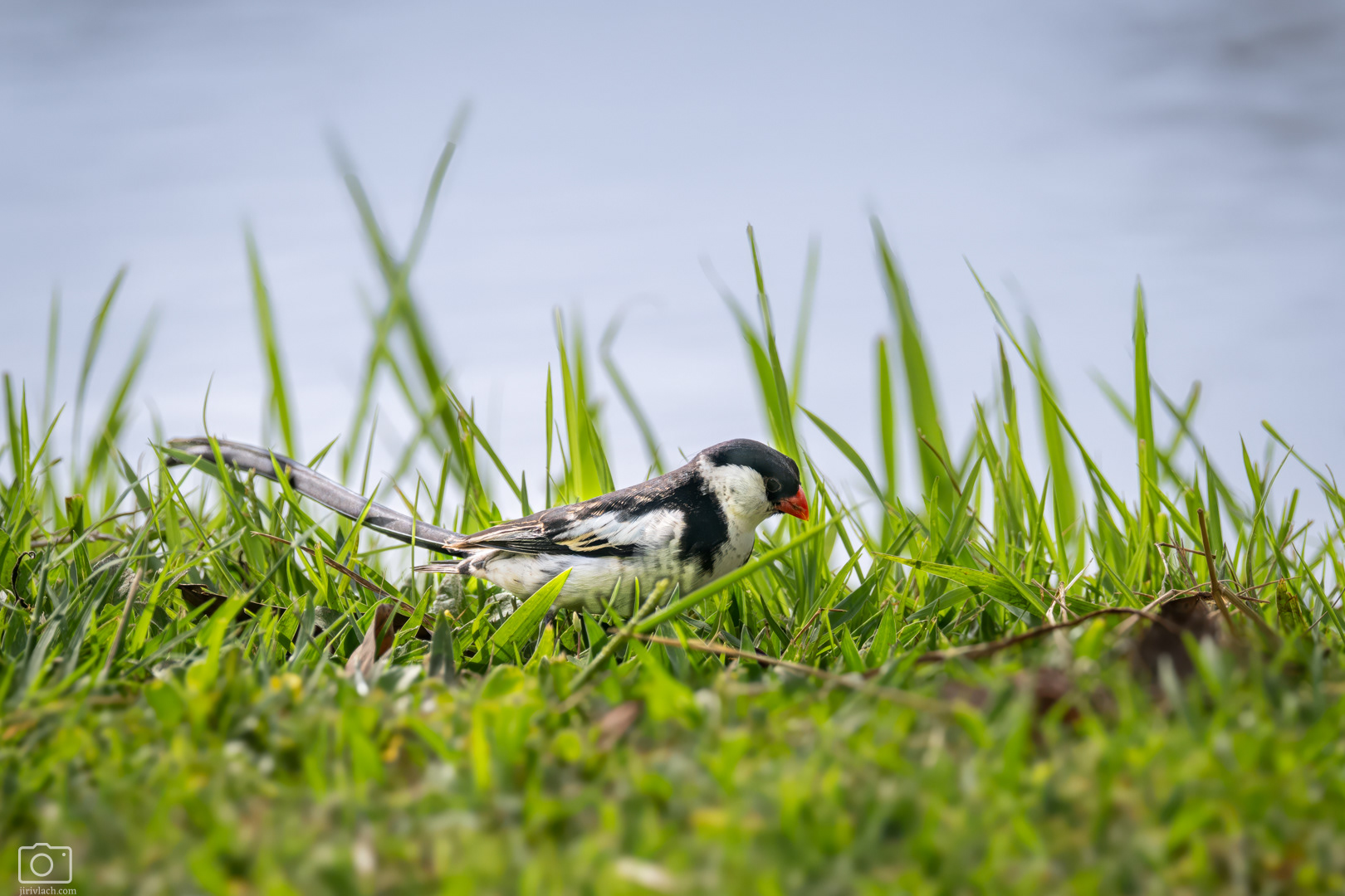 Vdovka černobílá (Vidua macroura), Kenya, 12/2025