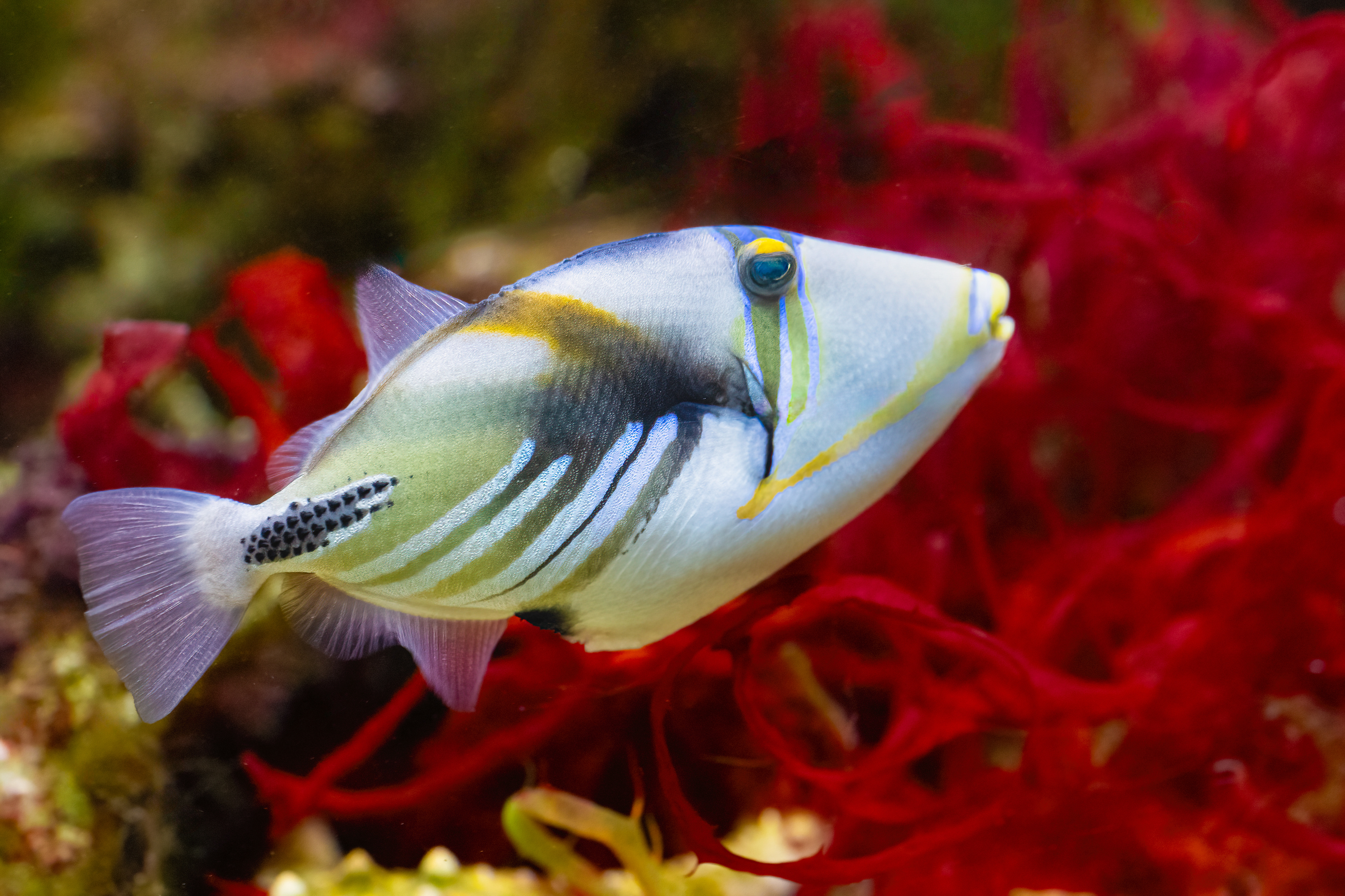 Ostenec Picassův (Rhinecanthus aculeatus)