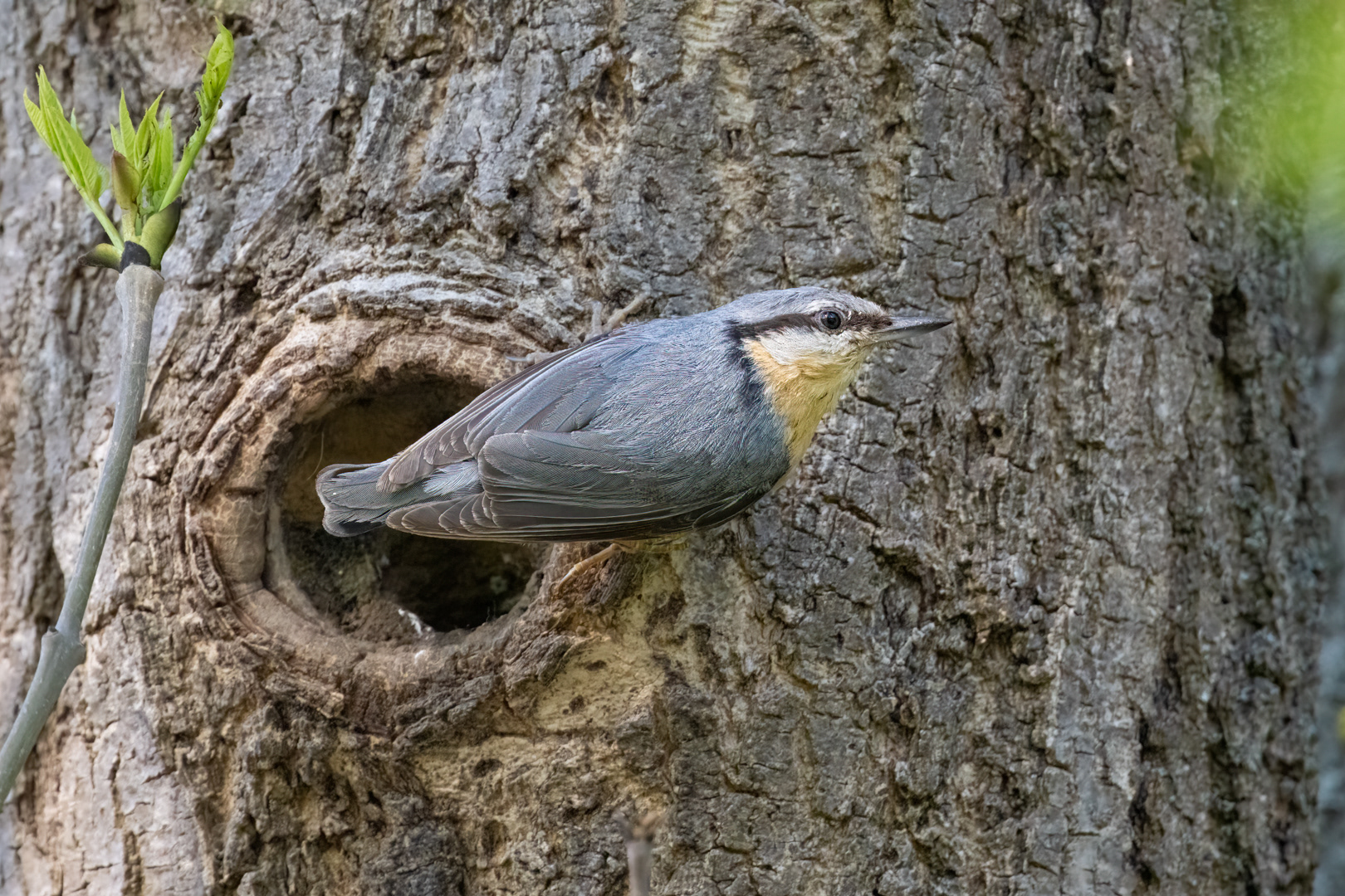 Brhlík lesní (Sitta europaea), Lštění, 05/2024