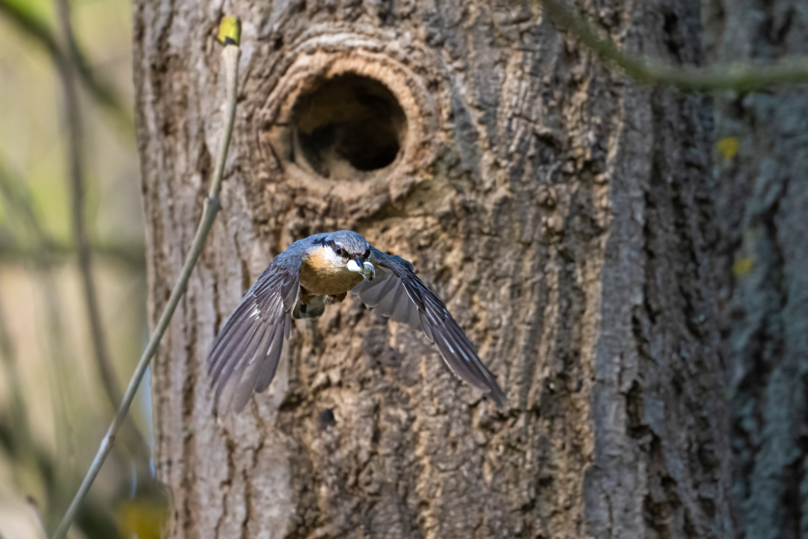 Brhlík lesní (Sitta europaea), Lštění, 04/2024