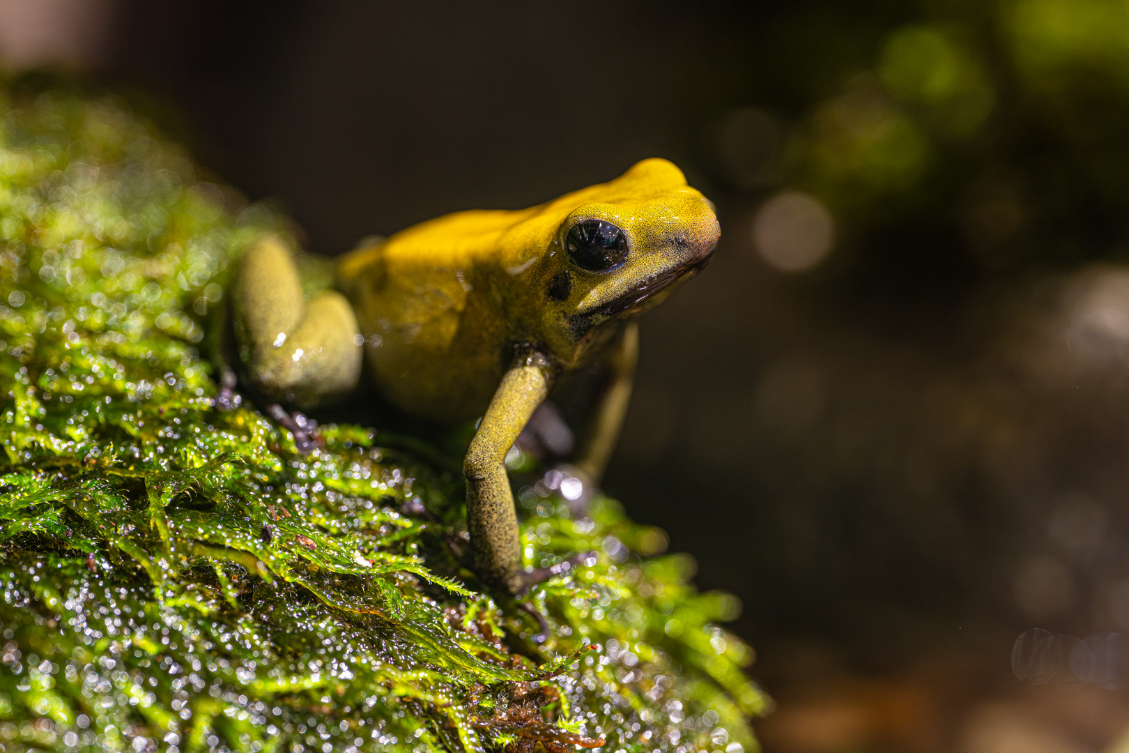 Pralesnička dvoubarvá (Phyllobates bicolor), 08/2024