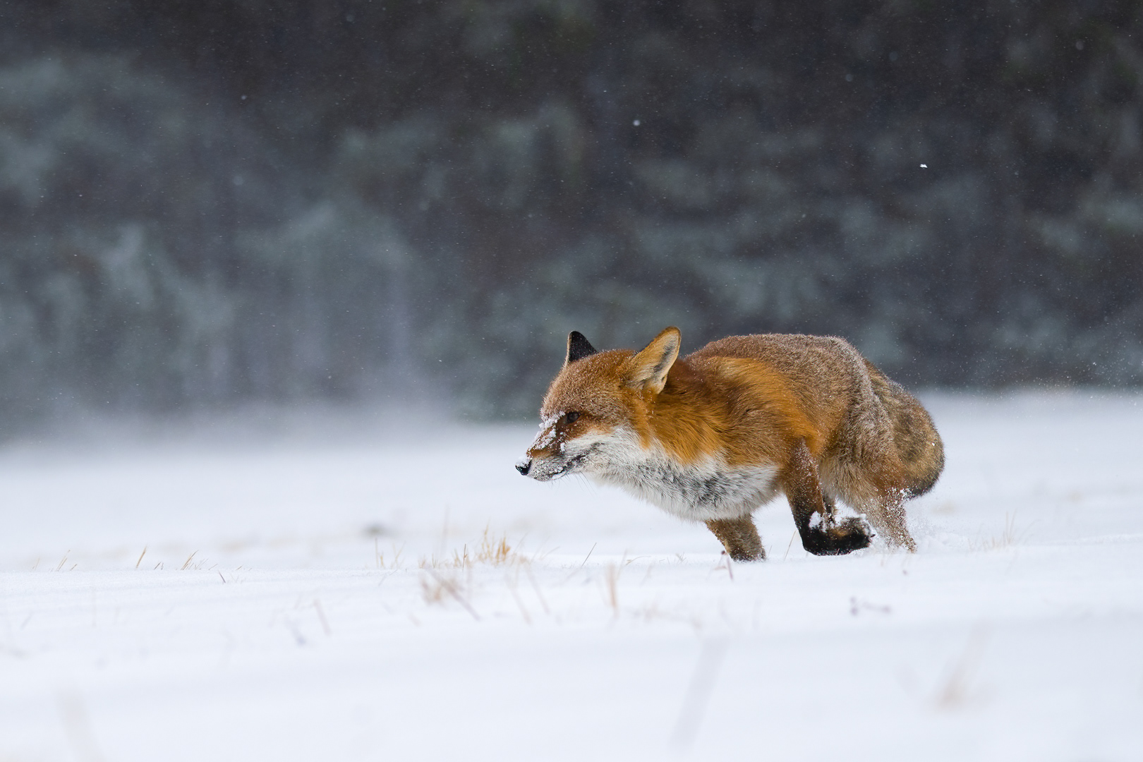 Liška obecná (Vulpes vulpes), Vysočina, 03/2023