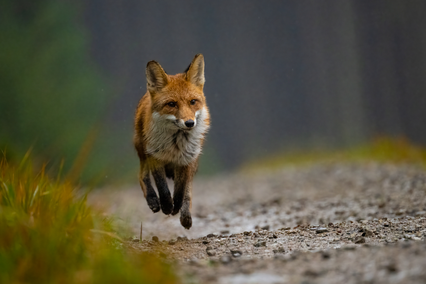 Liška obecná (Vulpes vulpes), Vysočina, 11/2022