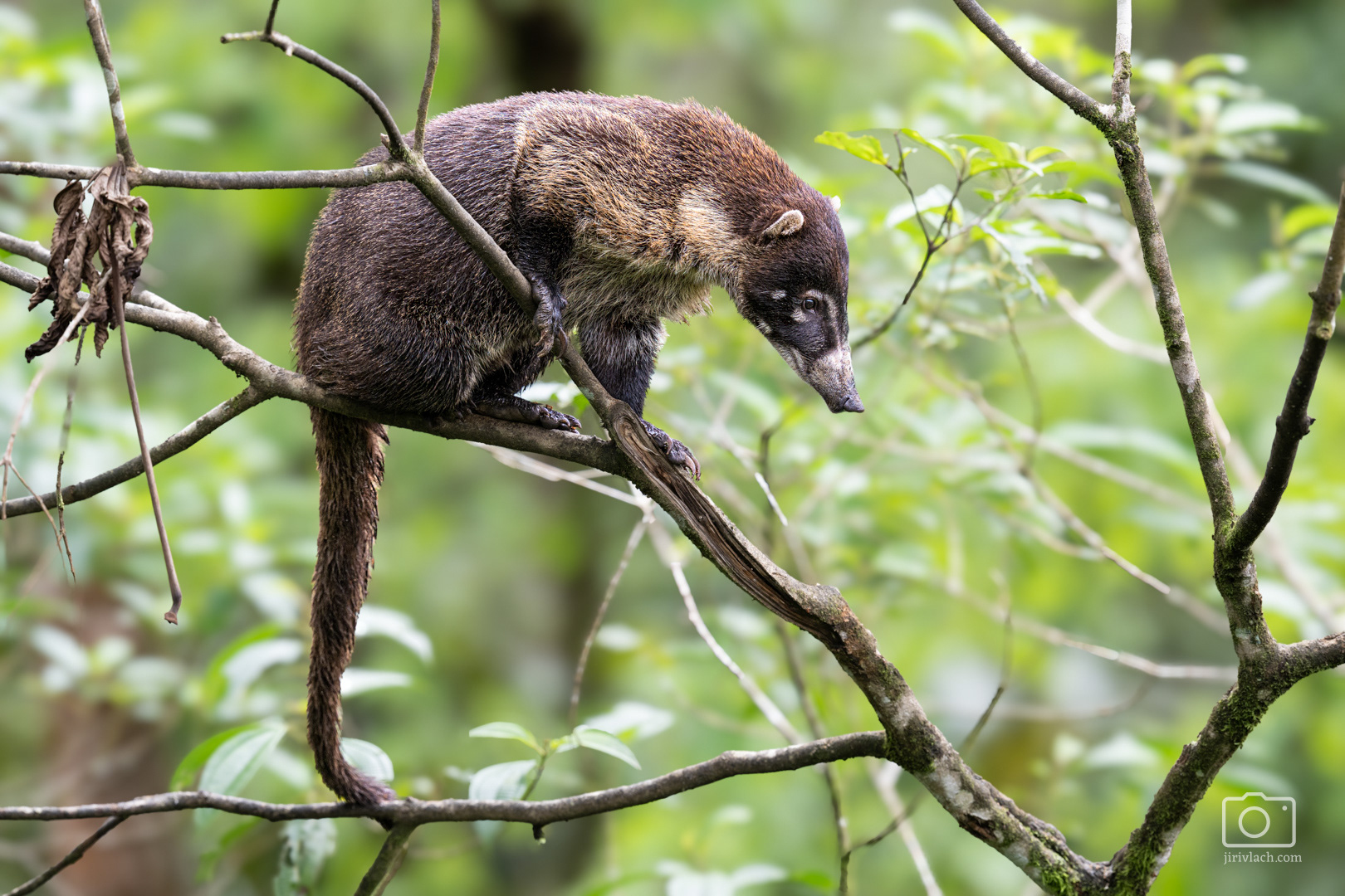 Nosál bělohubý (White-nosed coati, Nasua narica), Kostarika, 01/2025