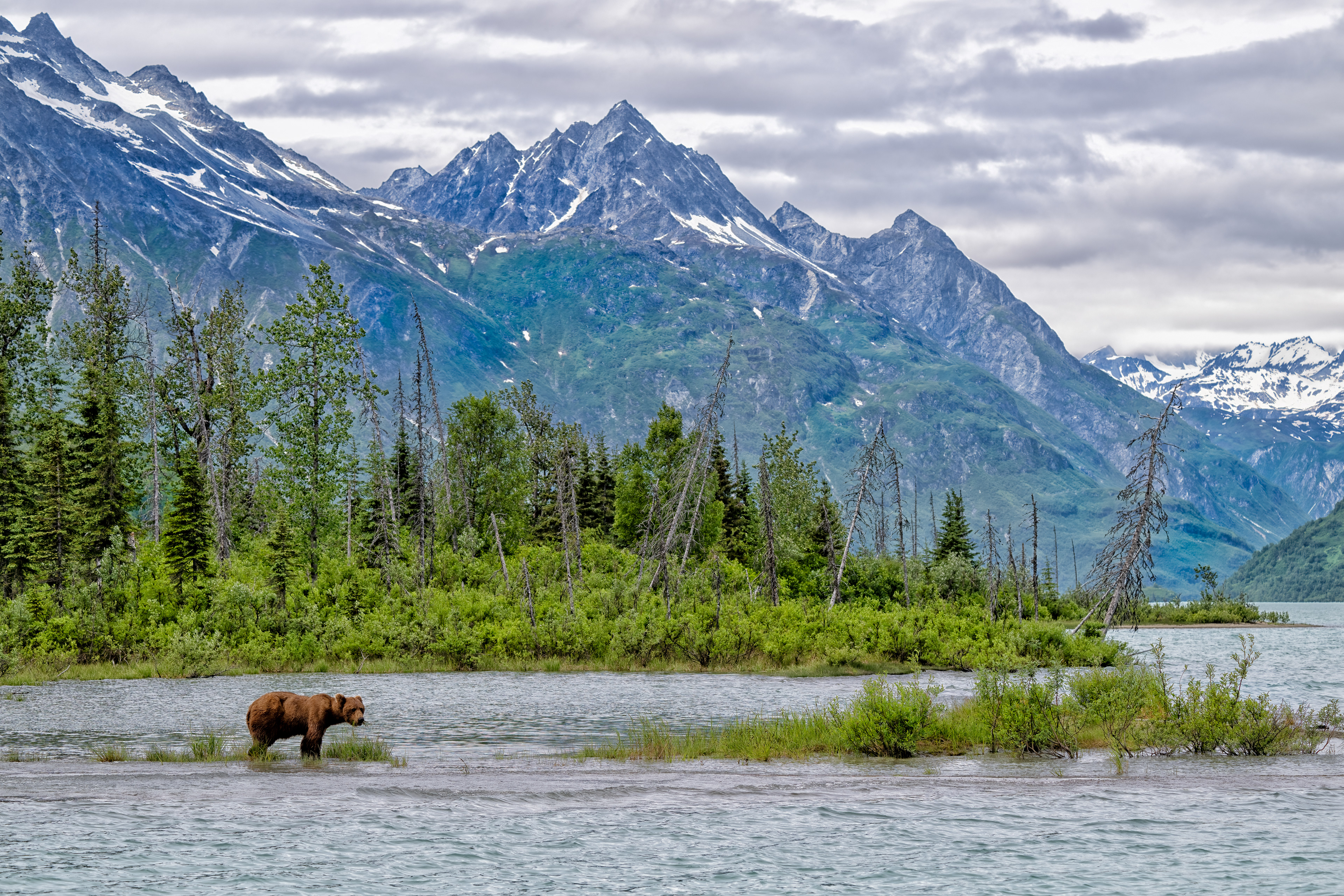 Medvěd grizzly (Ursus arctos horribilis), Aljaška, 07/2023