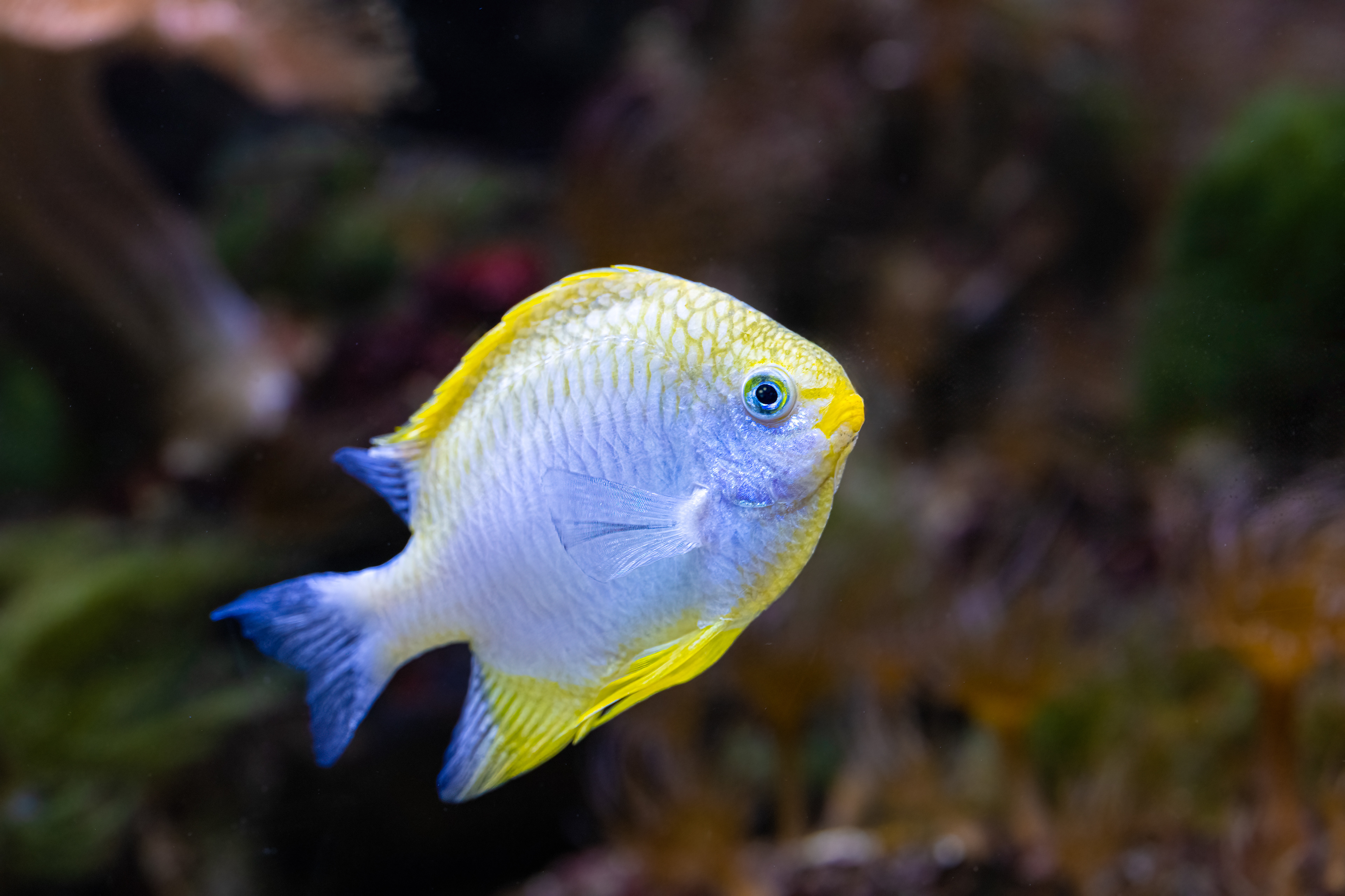 Sapín molucký (Pomacentrus moluccensis)