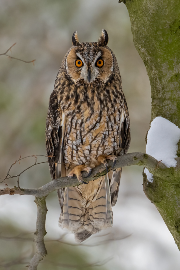 Kalous ušatý (Asio otus), Vysočina, 03/2023