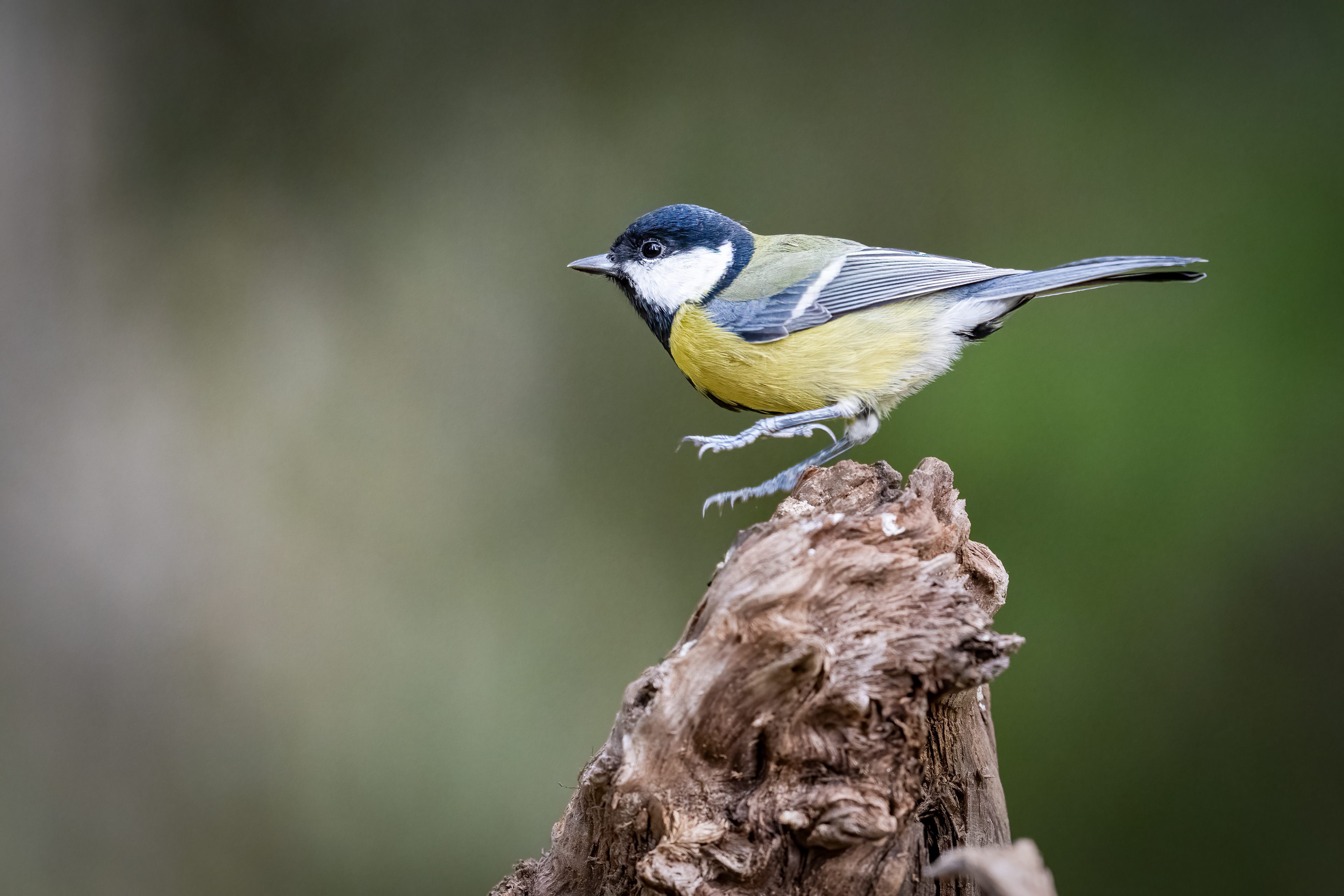 Sýkora koňadra (Parus major), Finsko, 09/2025