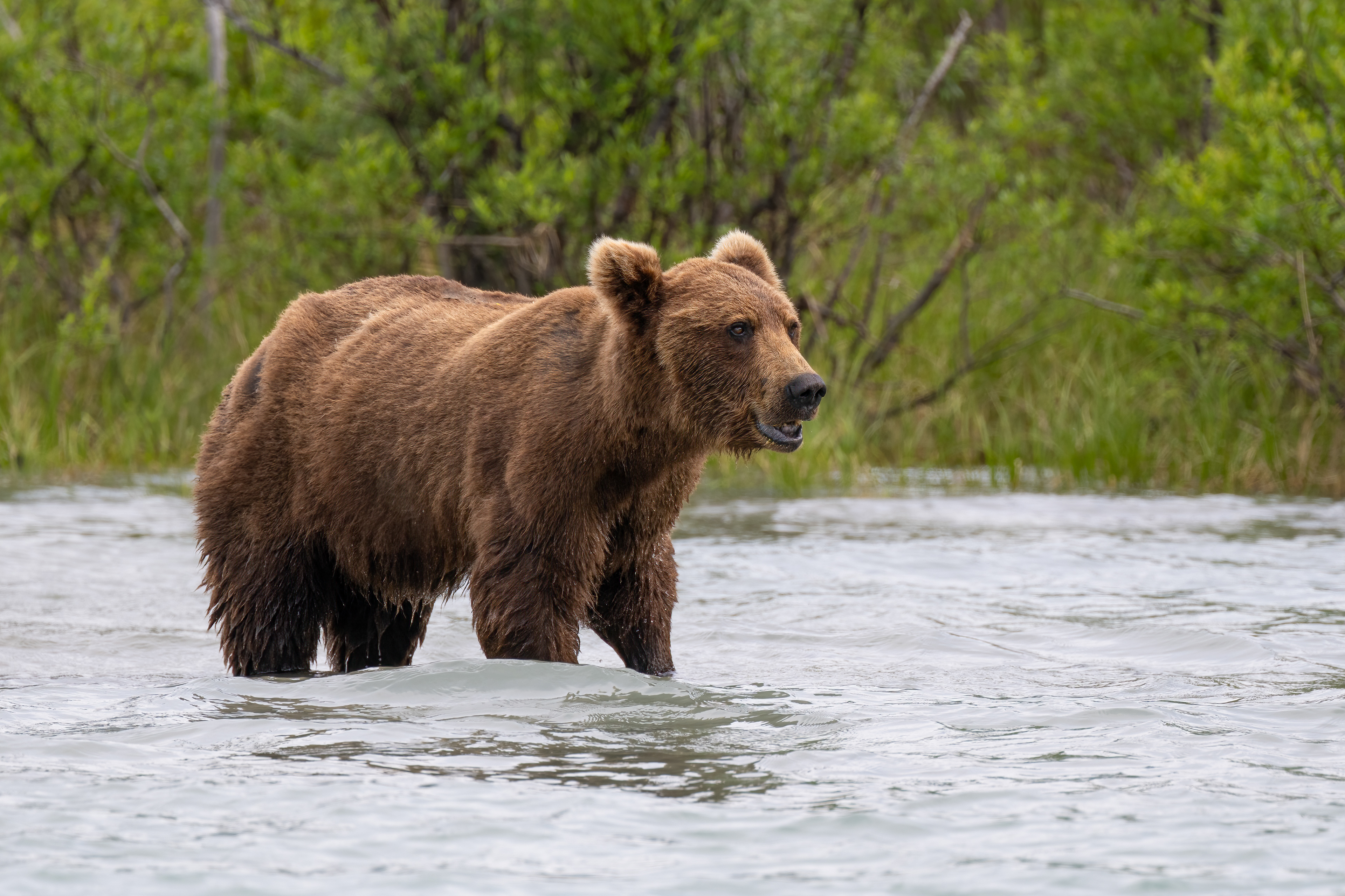 Medvěd grizzly (Ursus arctos horribilis), Aljaška, 07/2023