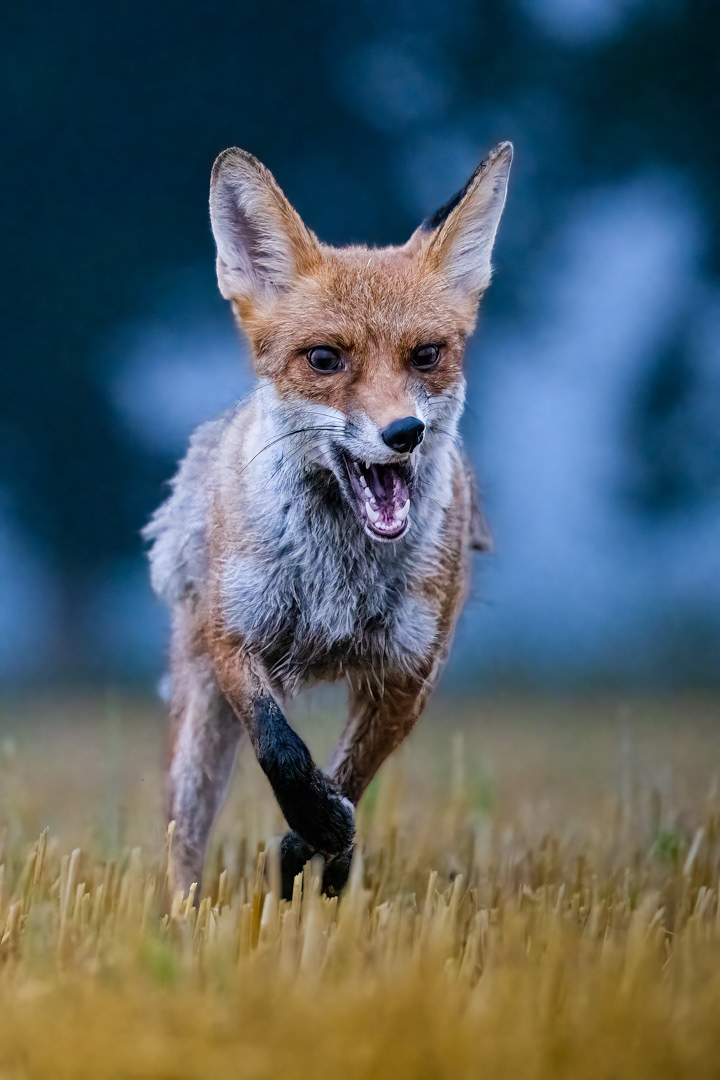 Liška obecná (Vulpes vulpes), Vysočina, 08/2022