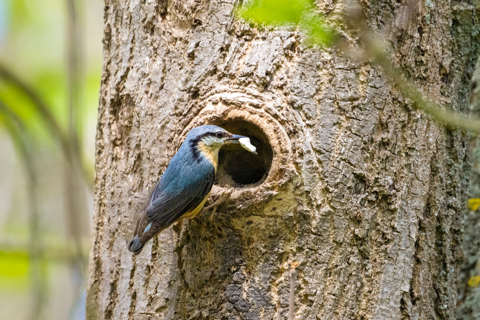 Brhlík lesní (Sitta europaea), Lštění, 05/2024