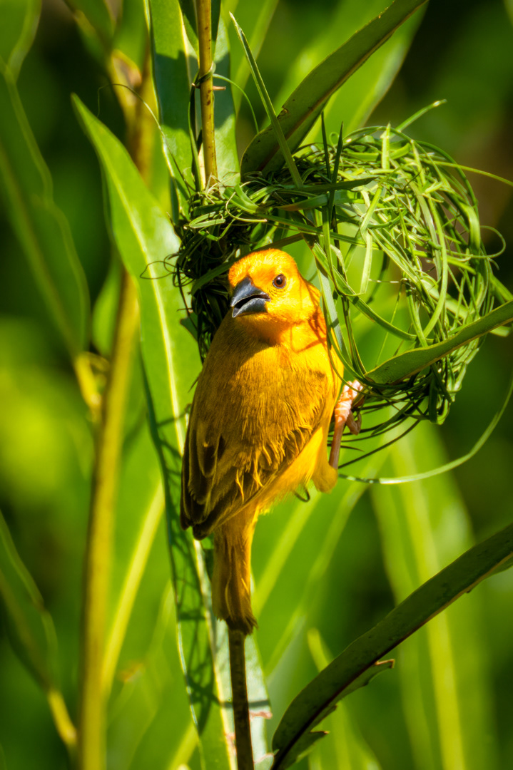 Snovač východoafrický (Ploceus castaneiceps), Kenya, 12/2025