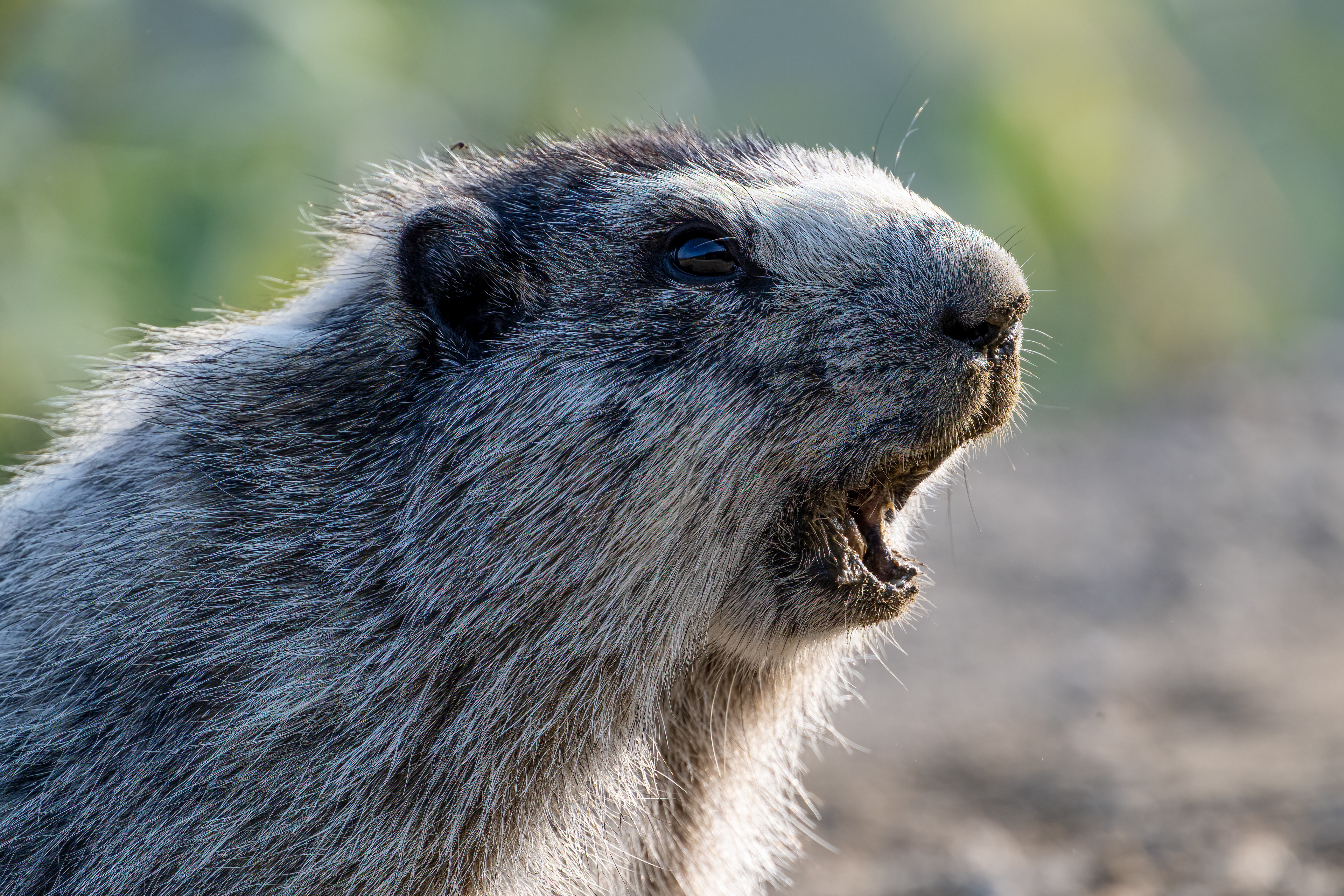 Svišť brýlový (Marmota caligata), Aljaška, 07/2023