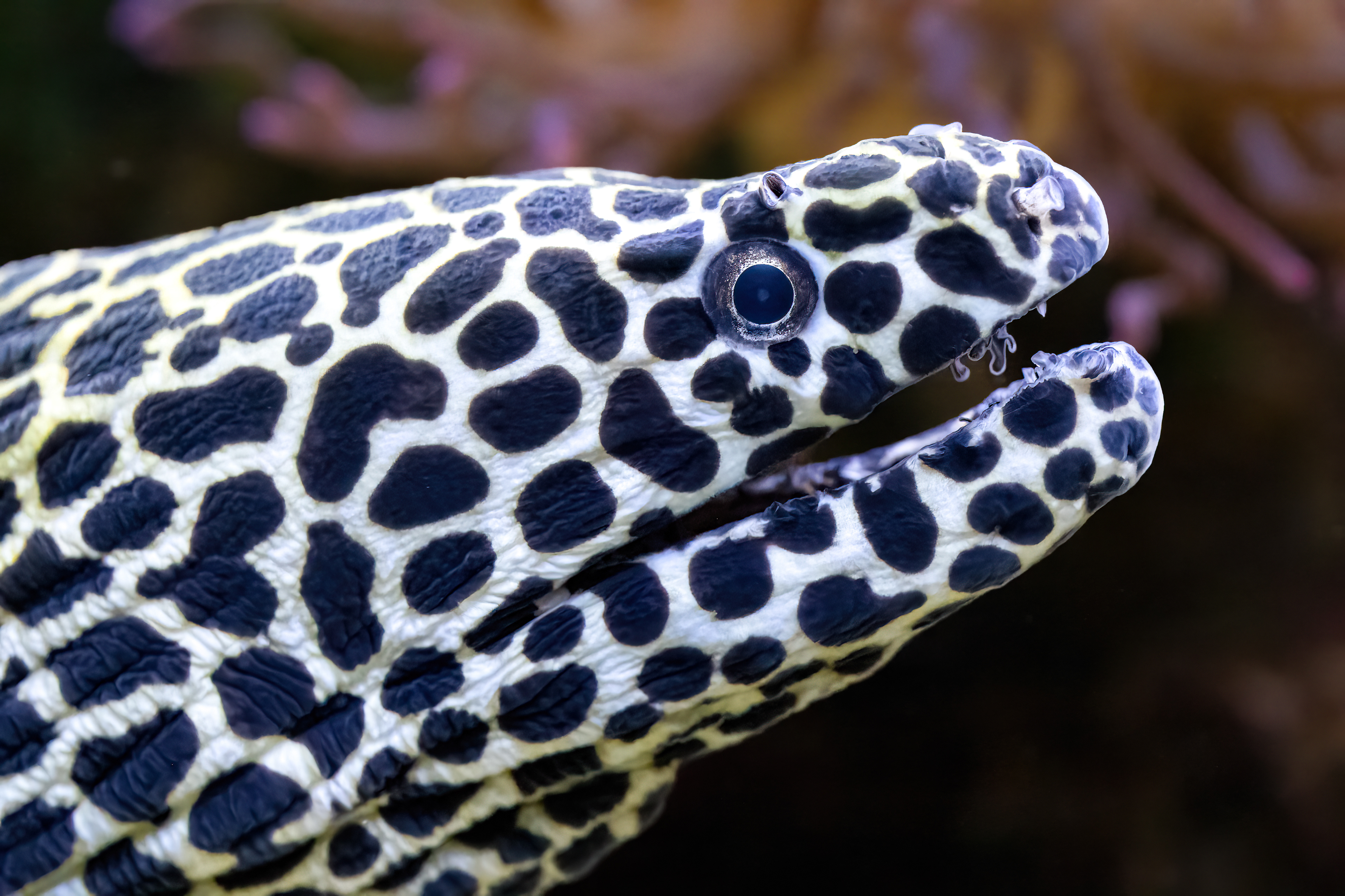 Muréna síťovaná (Gymnothorax favagineus)