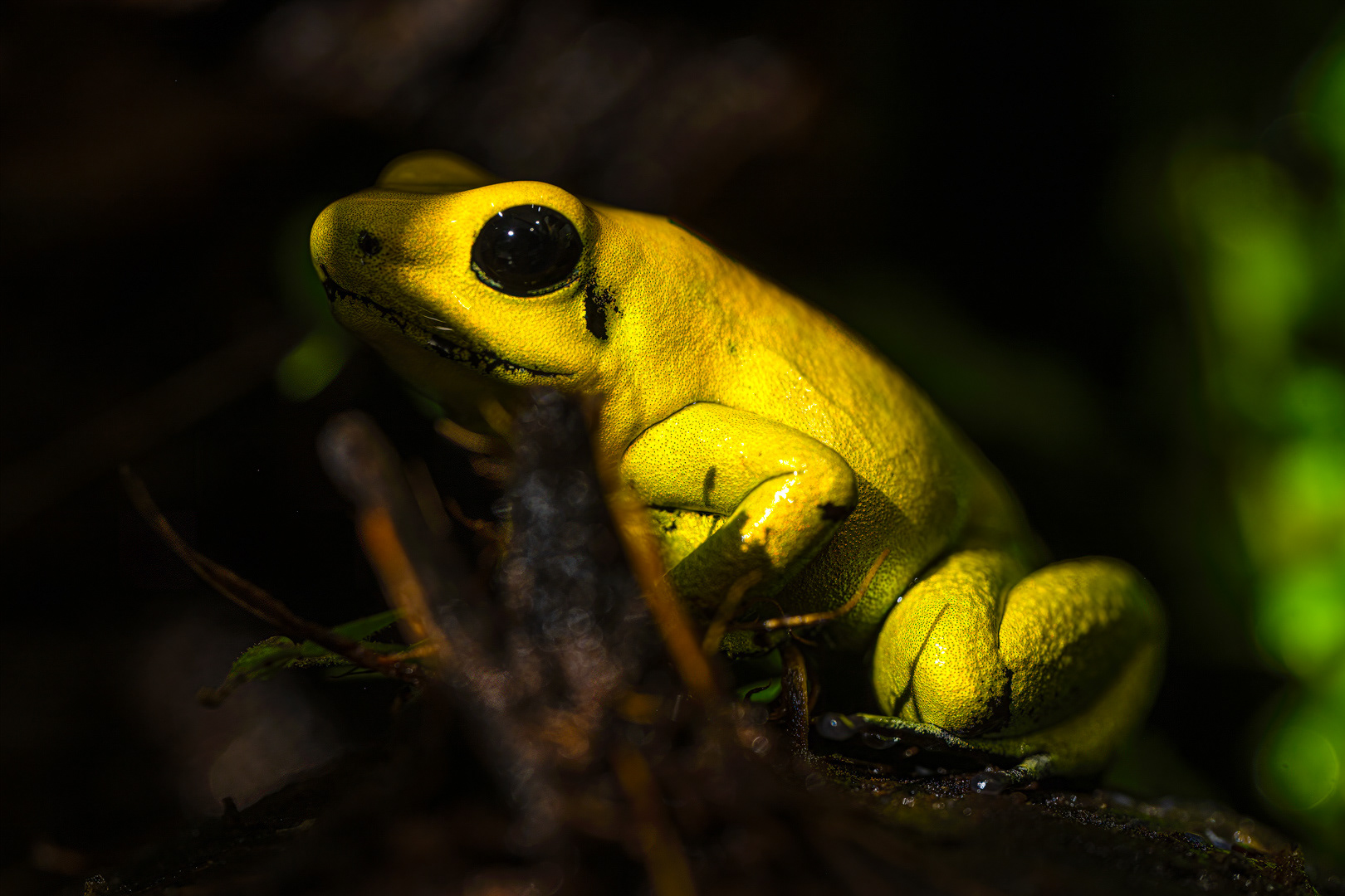 Pralesnička strašná (Phyllobates terribilis), 08/2024