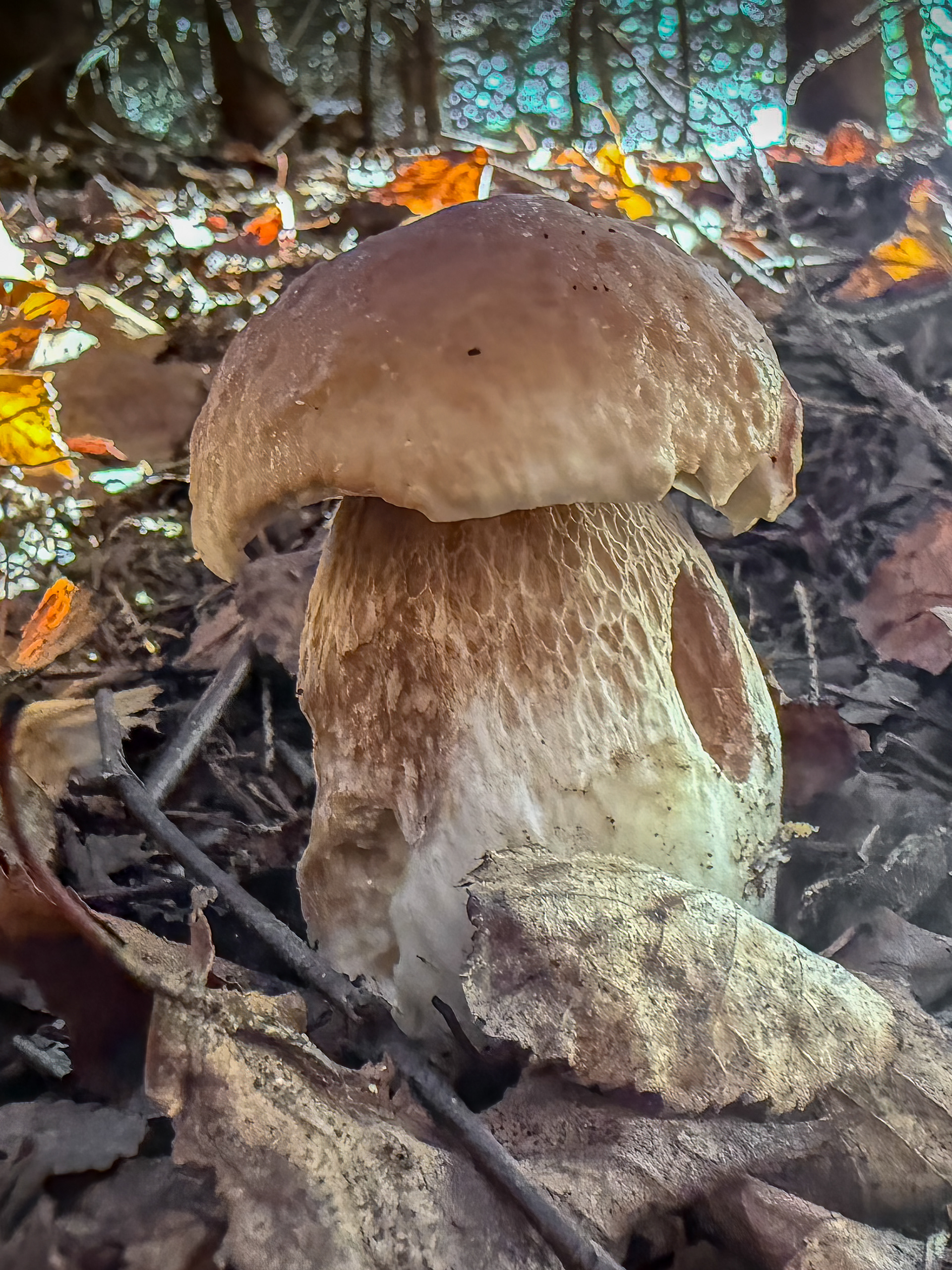 Hřib smrkový (Boletus edulis)